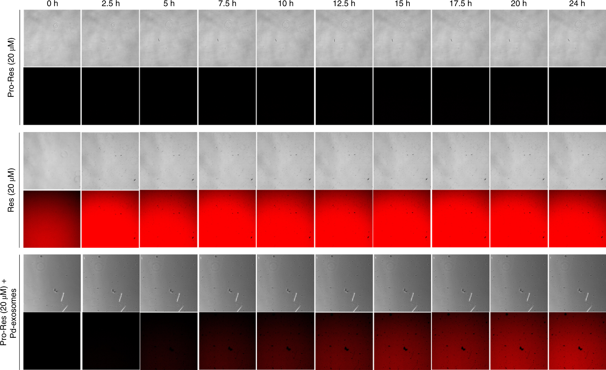 Fig. 13: Time-lapse frame sequence during 24 h of Pro-Resorufin (negative control), Resorufin (positive control) and Pro-Resorufin with the catalytic Pd-exosomes.