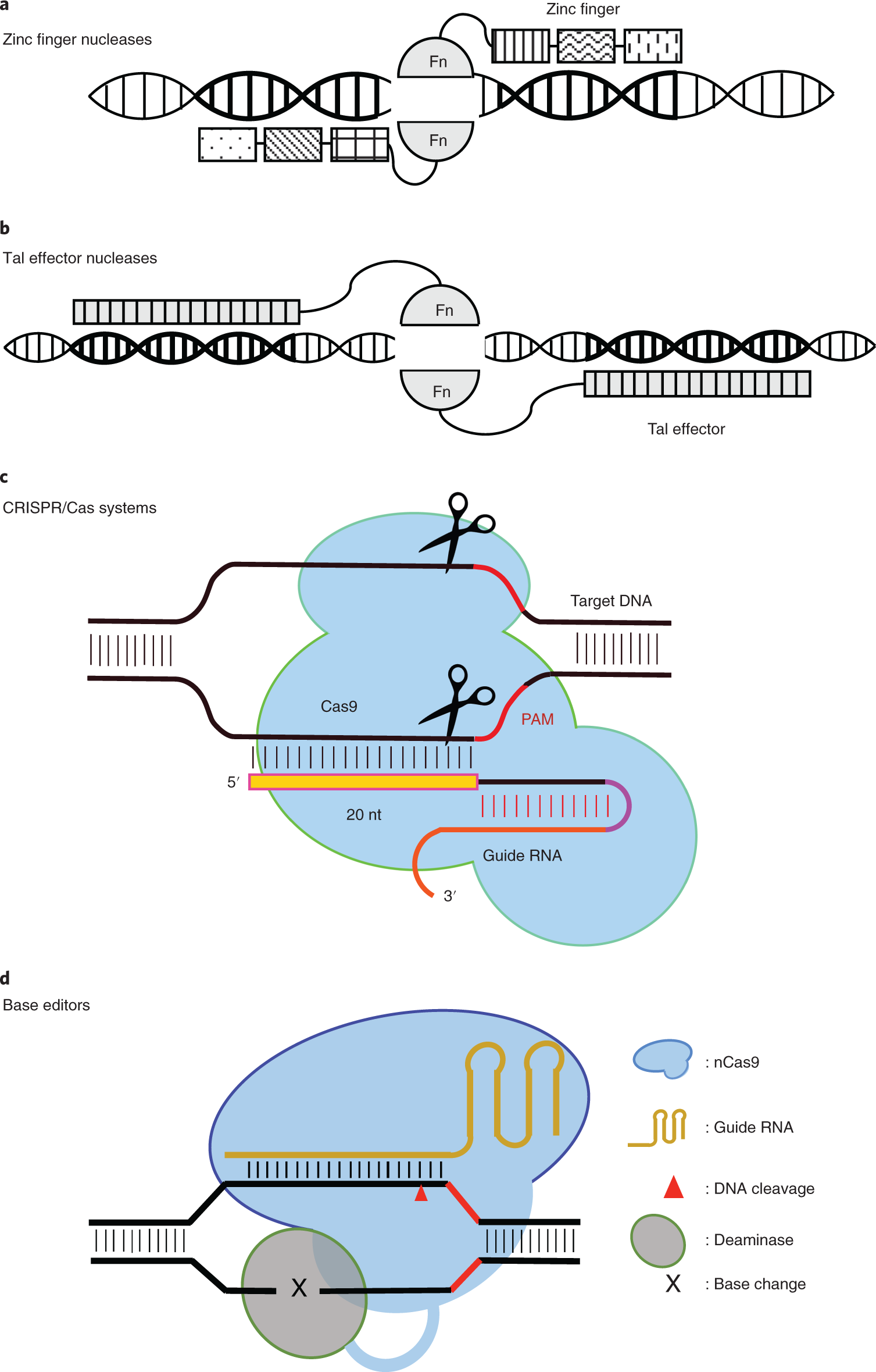 Fig. 1: Schematics showing four major classes of programmable nucleases.
