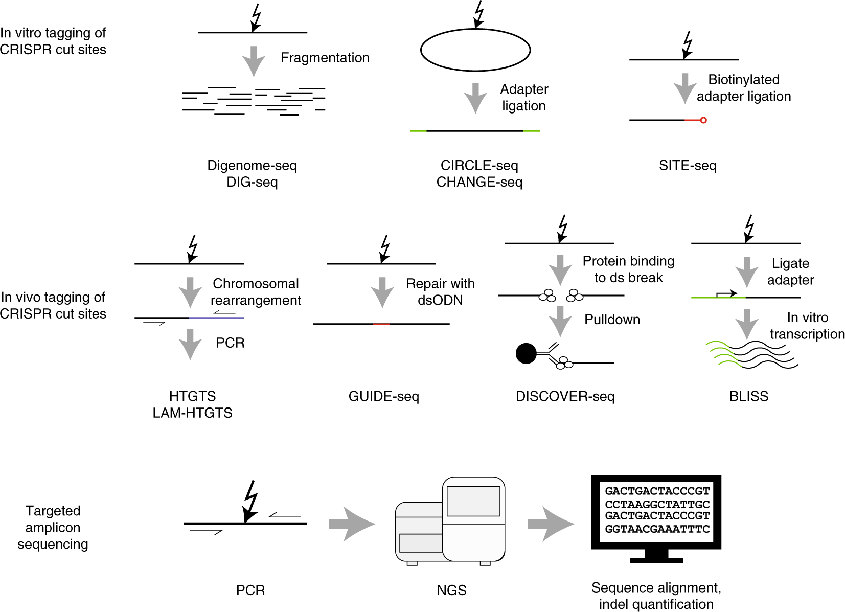 Fig. 2: Schematics showing in vitro and in vivo experimental techniques most commonly used to characterize off-target cutting by CRISPR–Cas9.