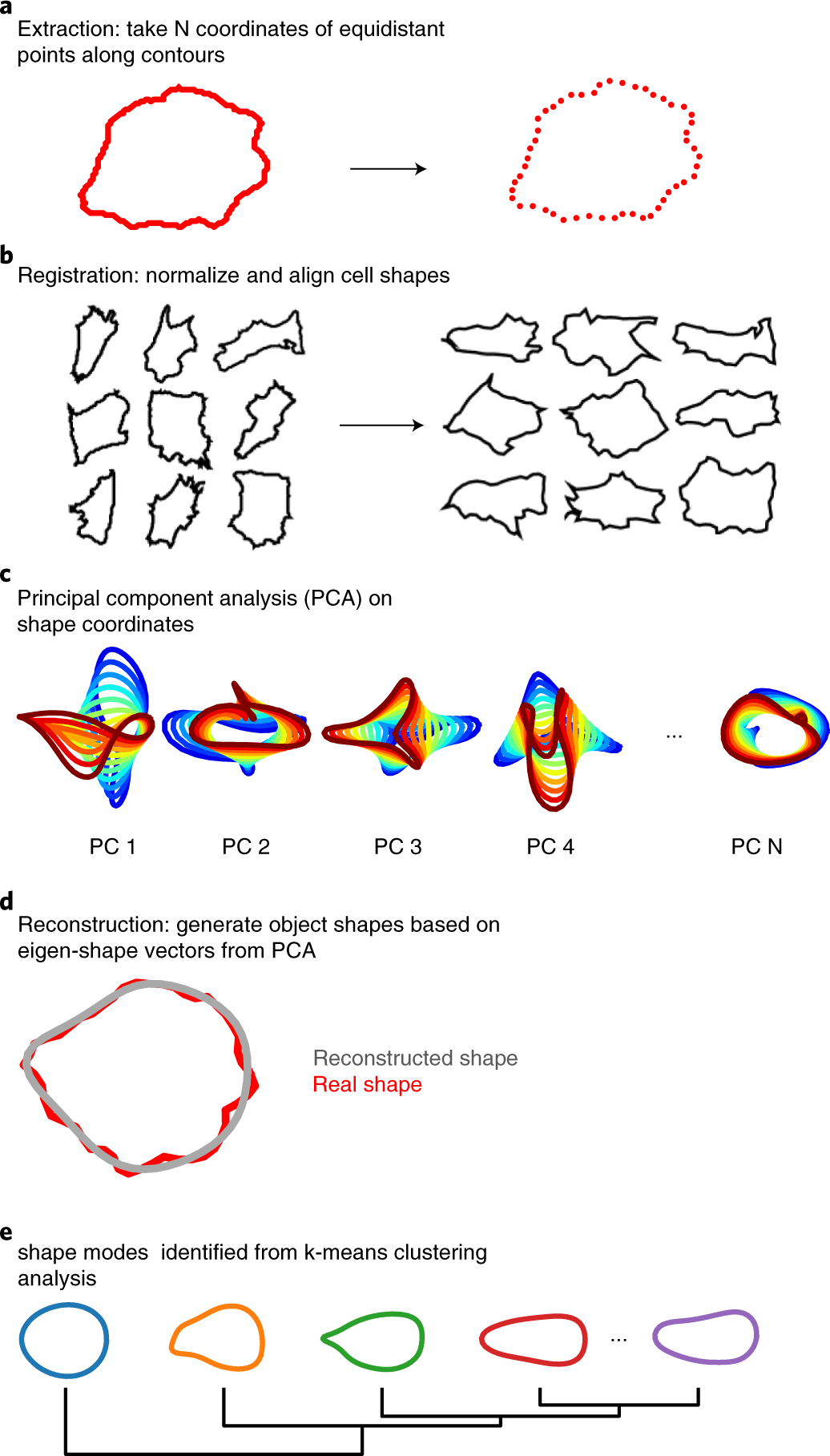 Fig. 2: Overview of VAMPIRE analysis, from the extraction of contour coordinates to the automatic generation of shape modes.