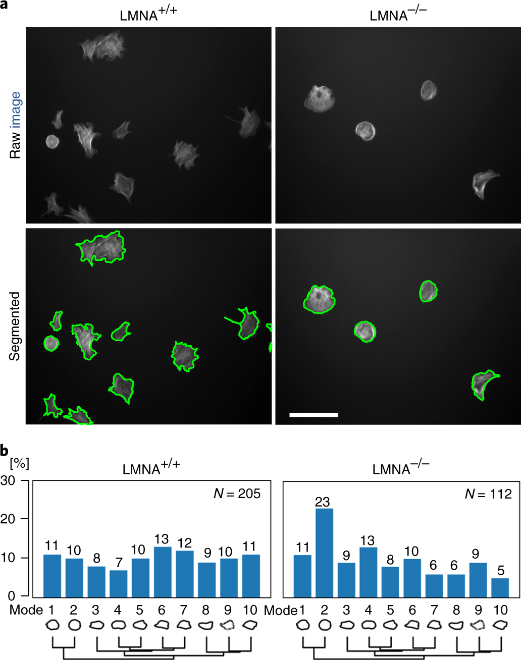 Fig. 5: VAMPIRE analysis of LMNA+/+ and LMNA−/− mouse embryonic fibroblasts.