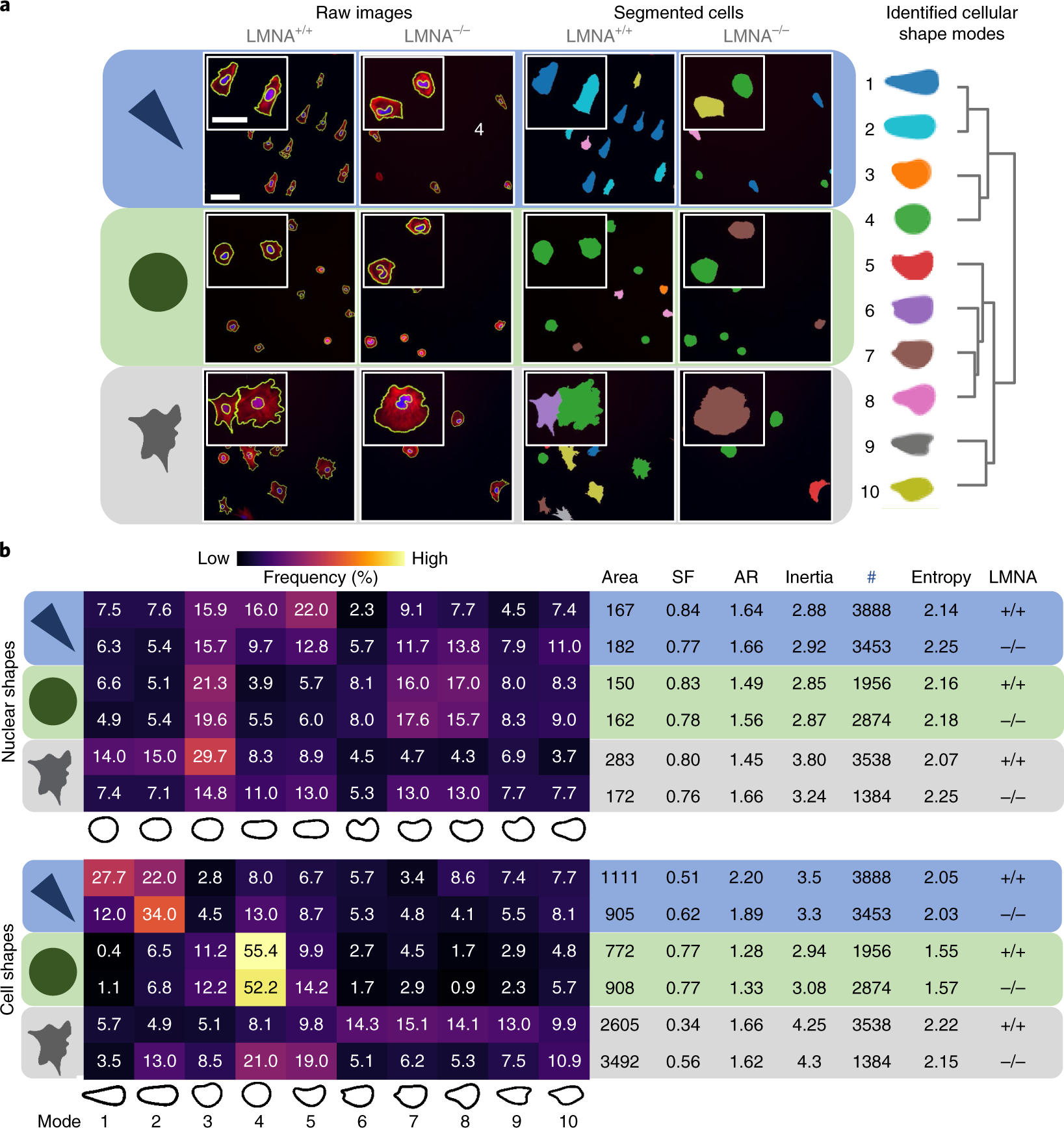 Fig. 6: VAMPIRE analysis of mouse embryonic fibroblasts seeded on adhesive micro-patterned surfaces.