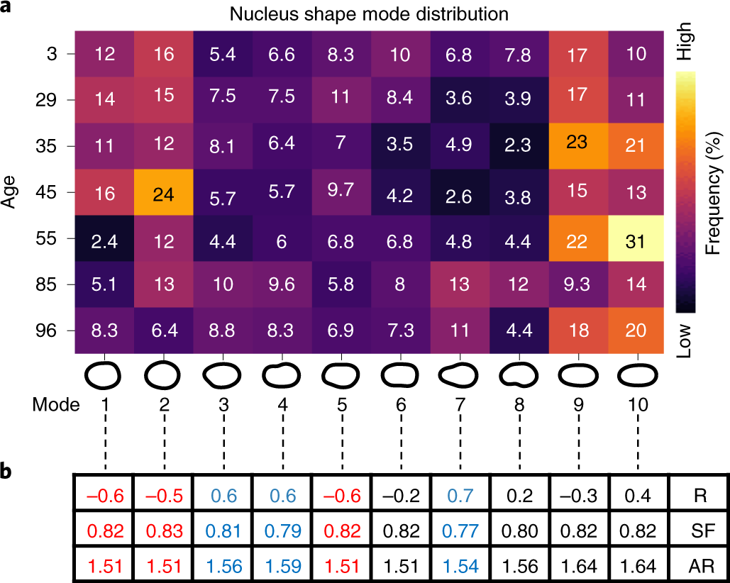 Fig. 7: VAMPIRE analysis of human dermal fibroblasts from donors of different ages.