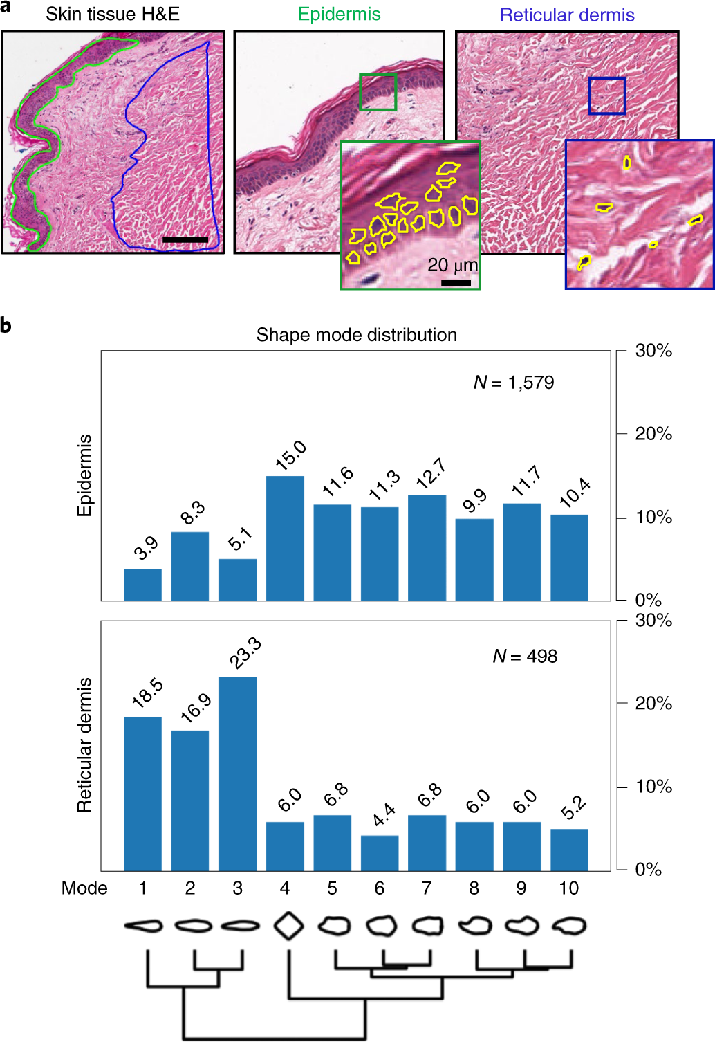 Fig. 8: Analysis of nuclear shape in H&E stained tissue sections with VAMPIRE.
