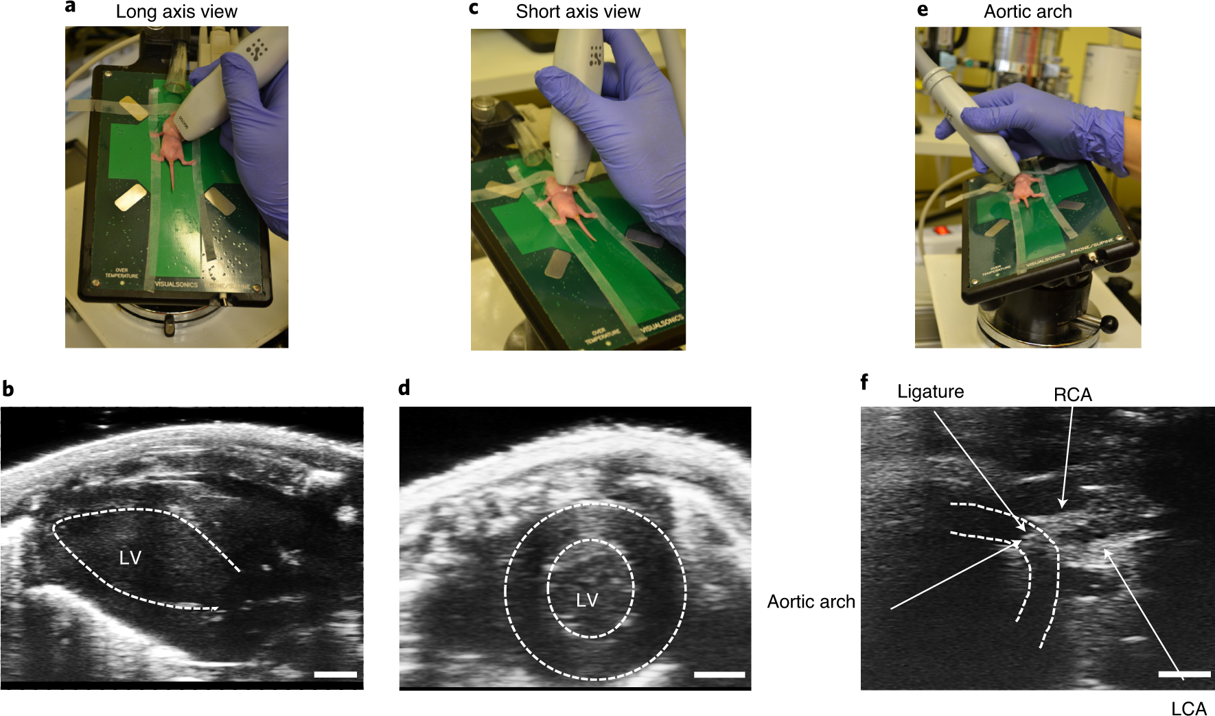 Fig. 4: Echocardiography of 7-day-old mice.