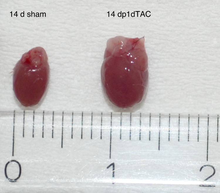 Fig. 5: Representative whole-heart images following nTAC and sham surgeries.