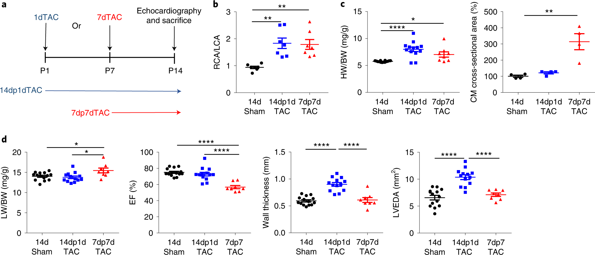 Fig. 6: Pressure overload reduces cardiac function in 7-day-old mice but not 1-day-old mice.