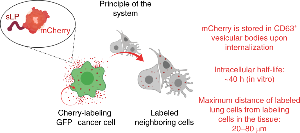 Fig. 1: Schematic of the labeling system.