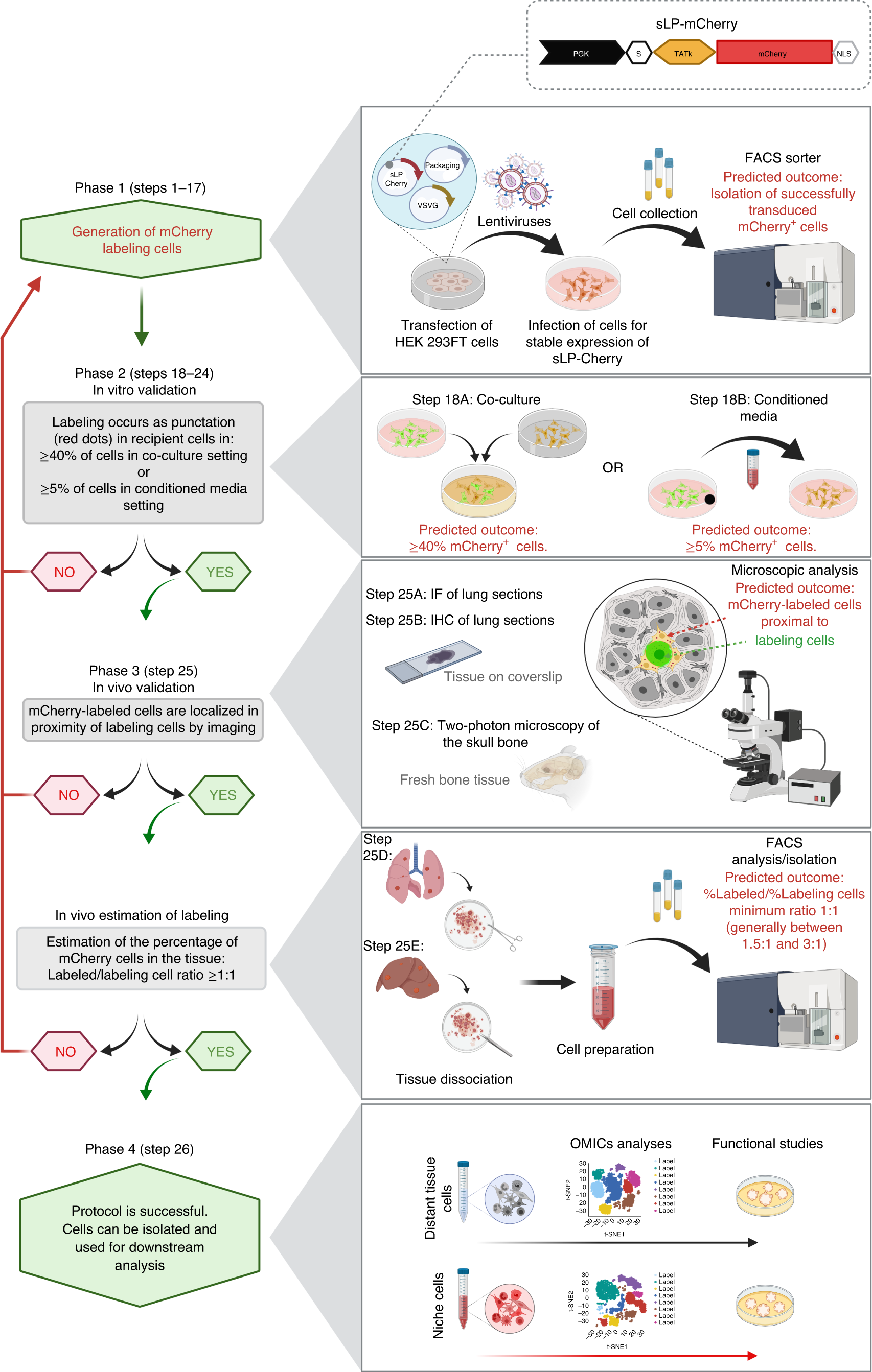 Fig. 2: Schematic overview of the protocol.