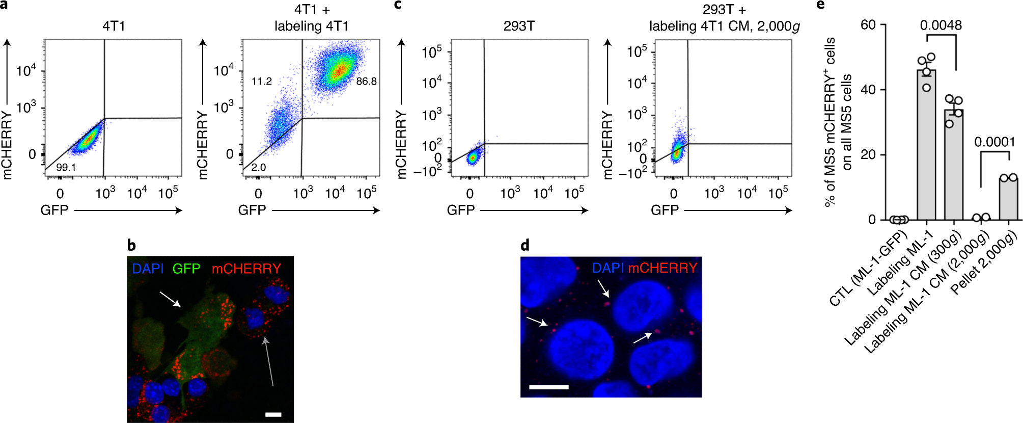 Fig. 4: Validating labeling cells in vitro.