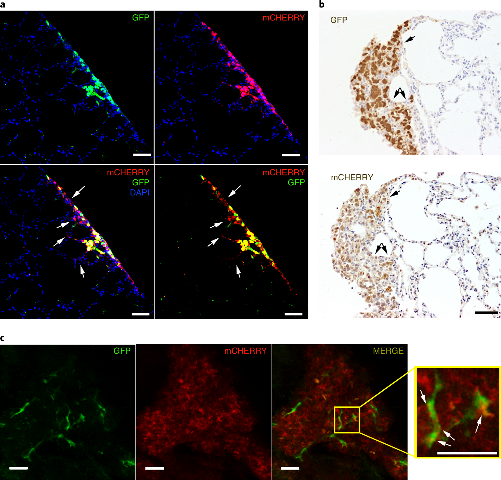 Fig. 5: Labeling detected via imaging on tissue sections.