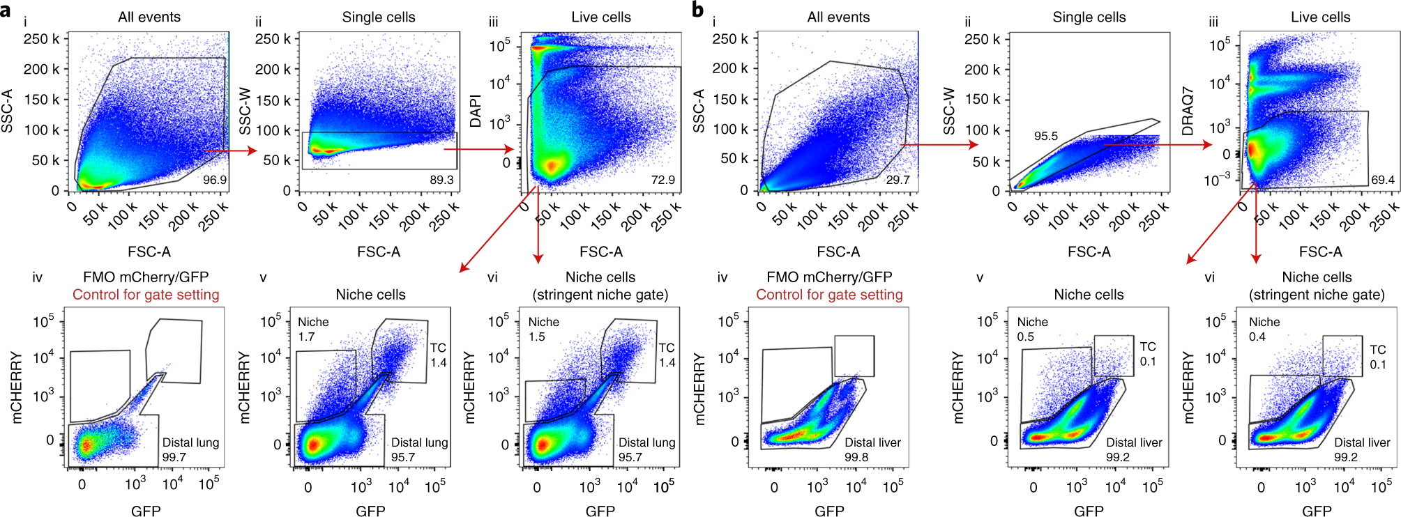 Fig. 6: Validating labeling cells in vivo.