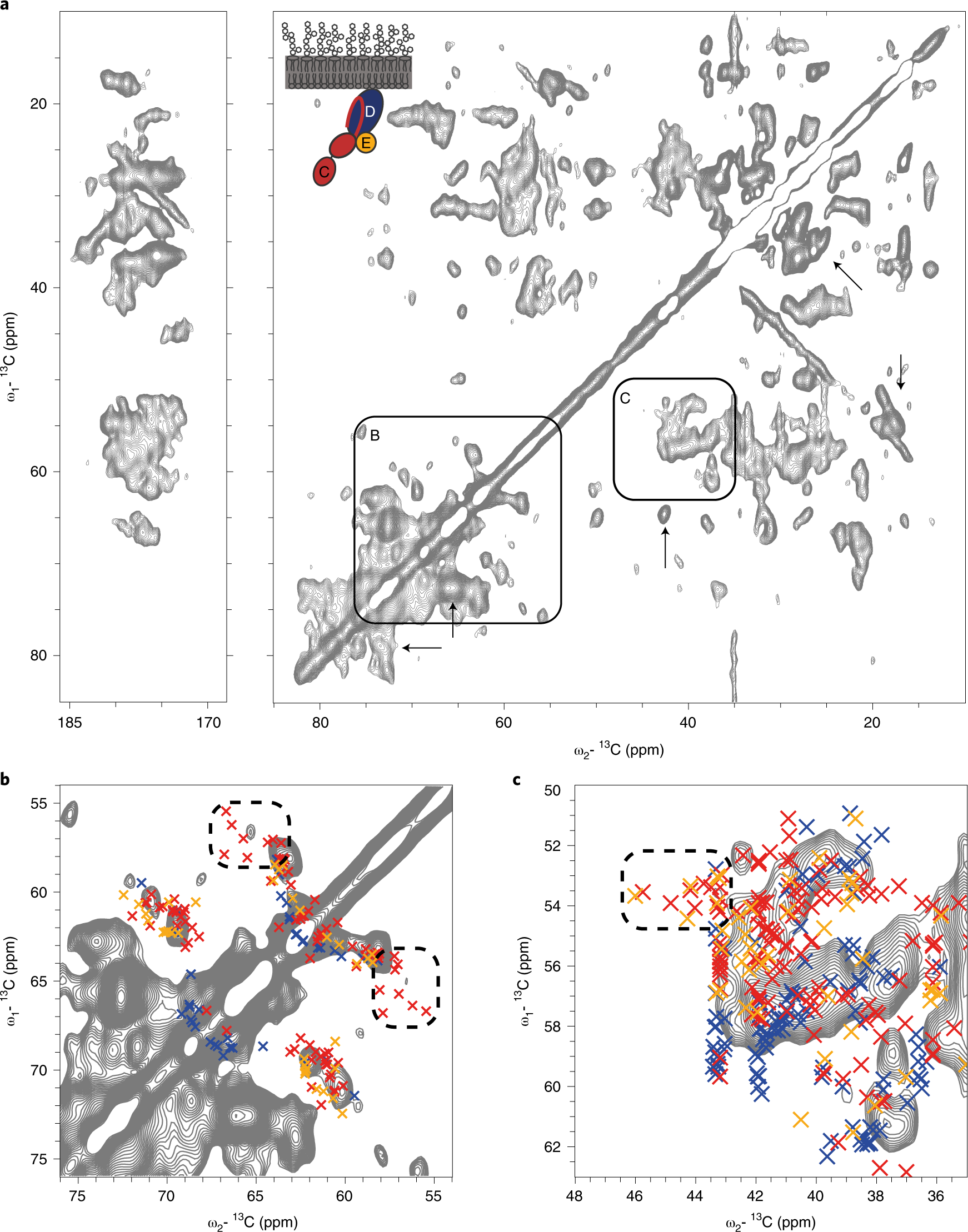 Fig. 6: The (13C, 13C) correlated PARIS spin diffusion (30 ms) spectrum of uniformly [13C, 15N] labeled BamCDE in BL21 (DE3) star cell outer membranes.