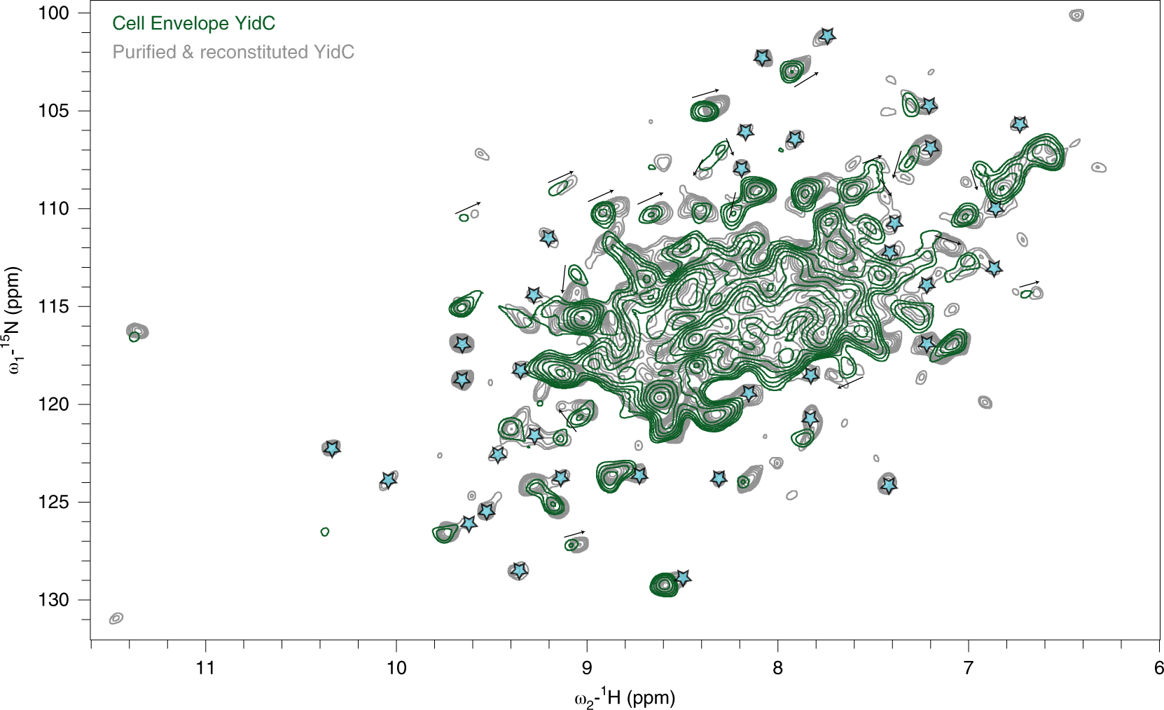 Fig. 7: 1H-detected ssNMR analysis of YidC in cell envelopes.