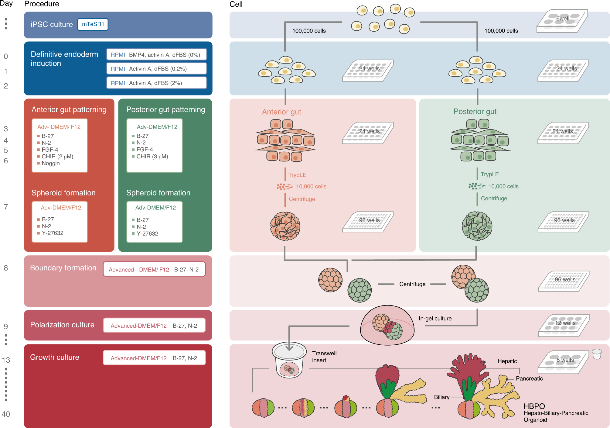 Fig. 1: Overview of the protocol.