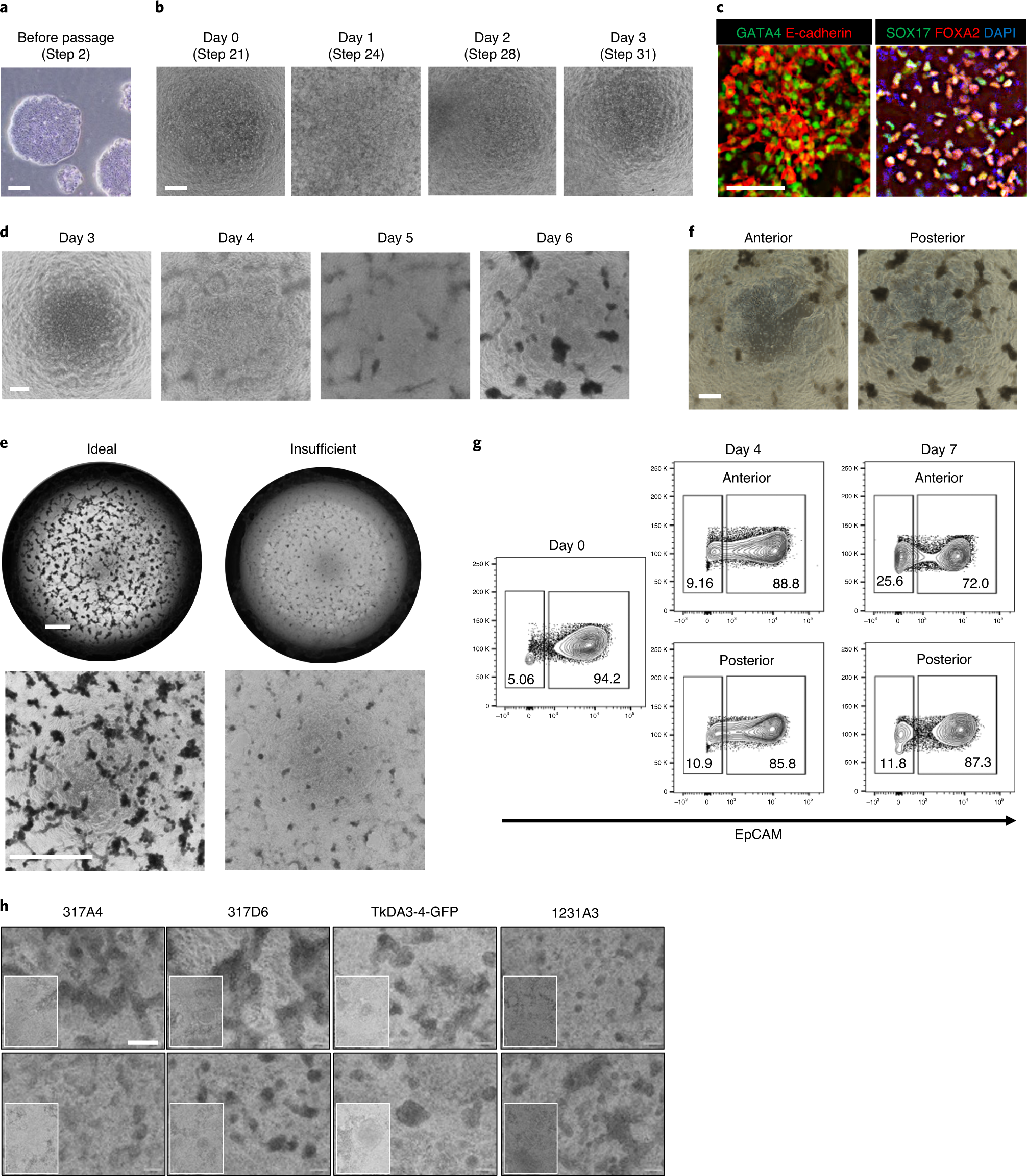 Fig. 2: Representative images of PSC differentiation into definitive endoderm and anterior/posterior gut cells.
