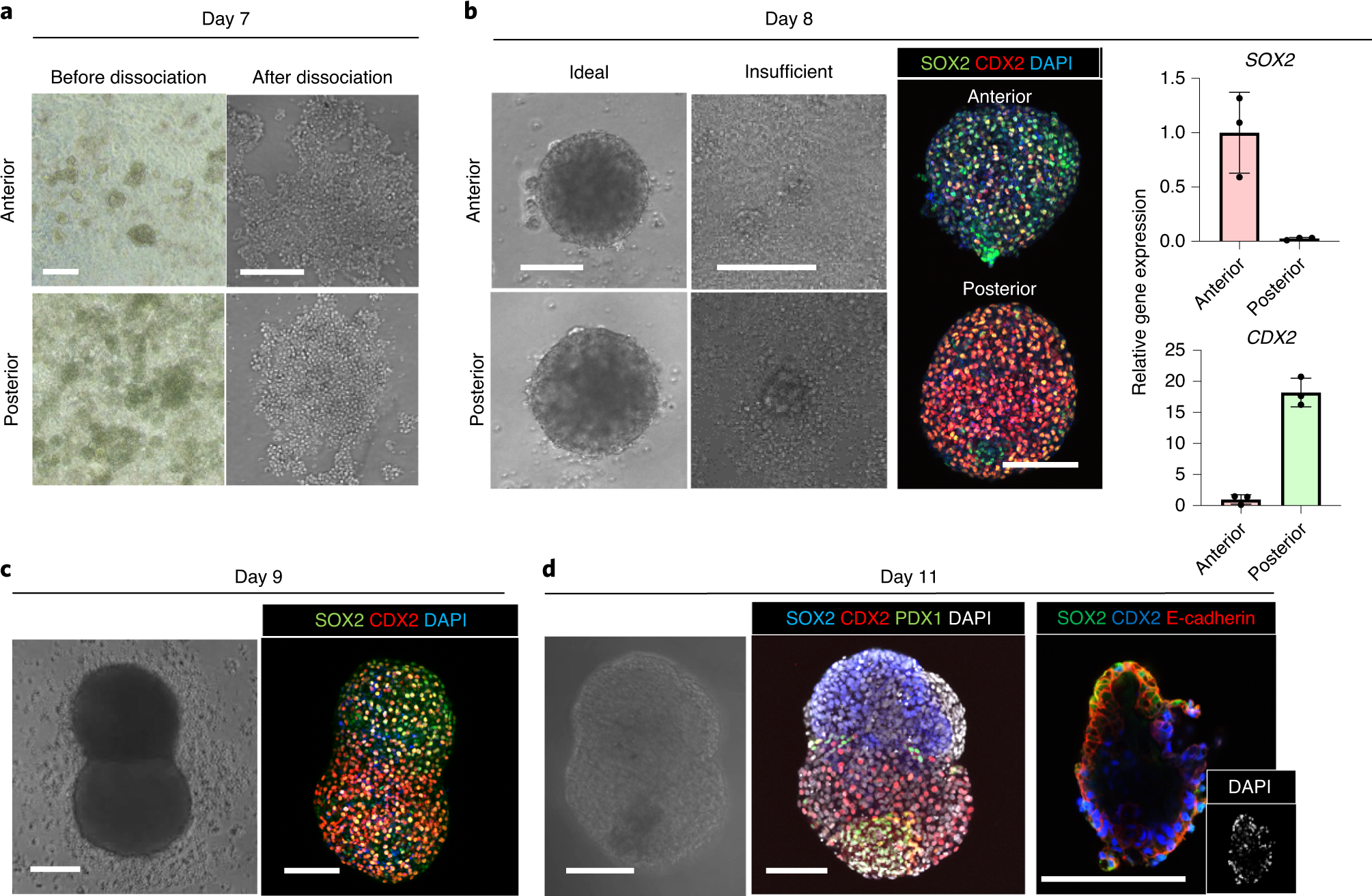 Fig. 3: Representative images of anterior or posterior gut cells and boundary organoids.