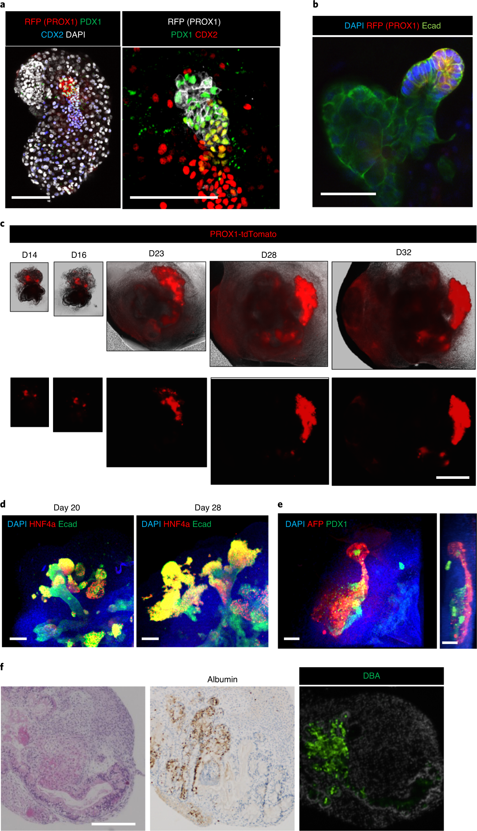Fig. 4: Long-term culture–induced HBPO maturation.