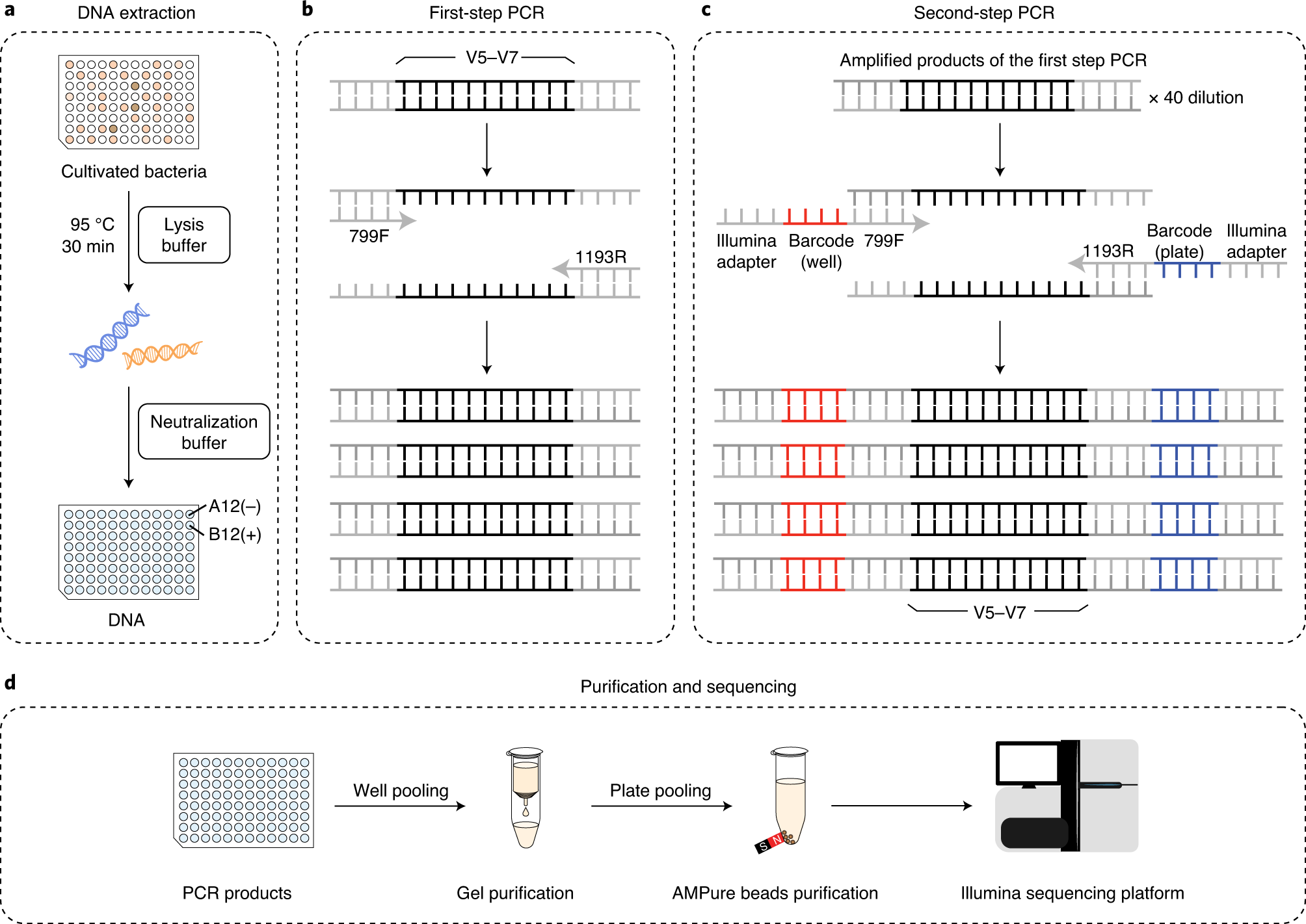 Fig. 3: Bacterial identification using the two-sided barcode system.