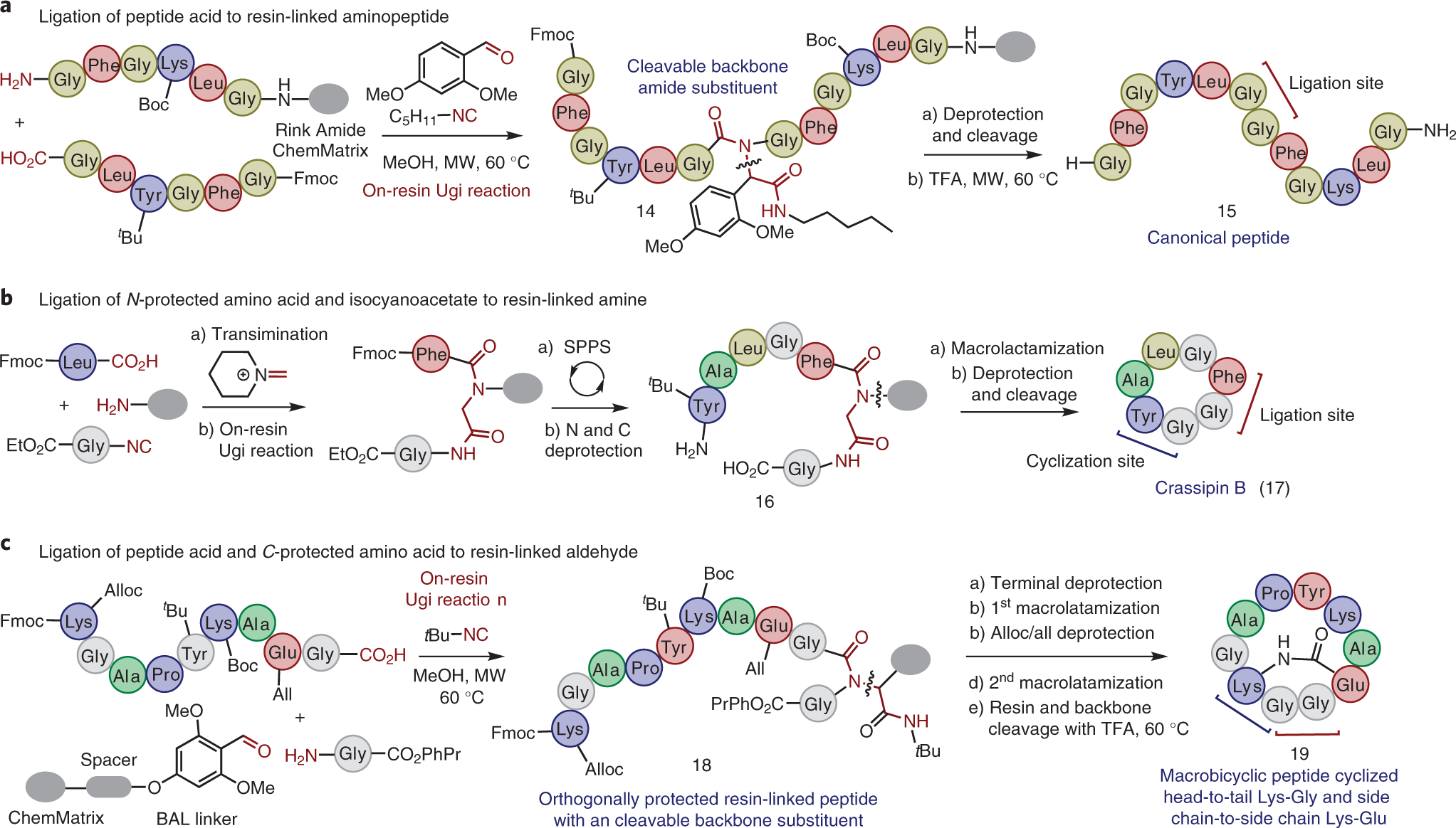 Fig. 7: Traceless (cyclo)peptide synthesis using Ugi reaction resin-anchoring strategies.