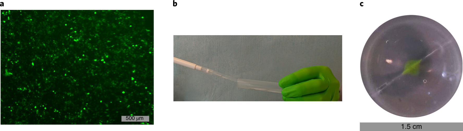 Fig. 2: Visual guidelines showing the outcomes at various Steps during the protocol for rEV production and characterization.