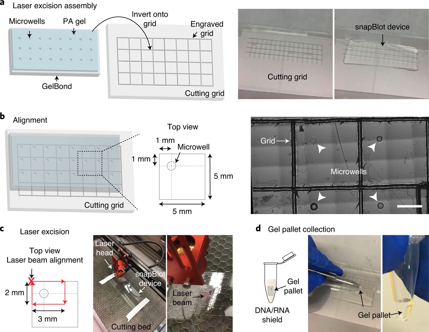 Fig. 5: Laser excision of gel pallets from the snapBlot device.