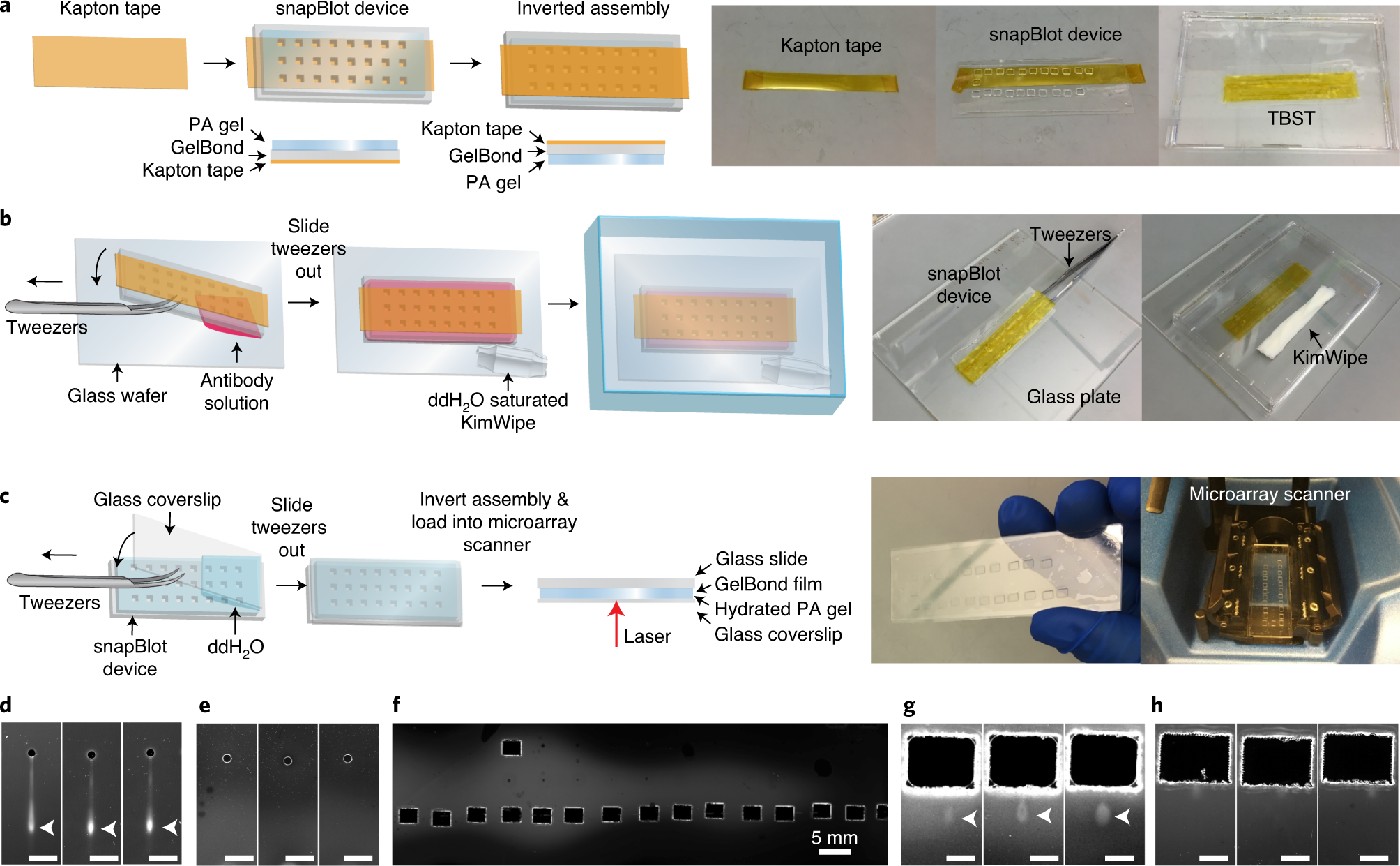 Fig. 6: Immunoprobing and imaging protein targets.