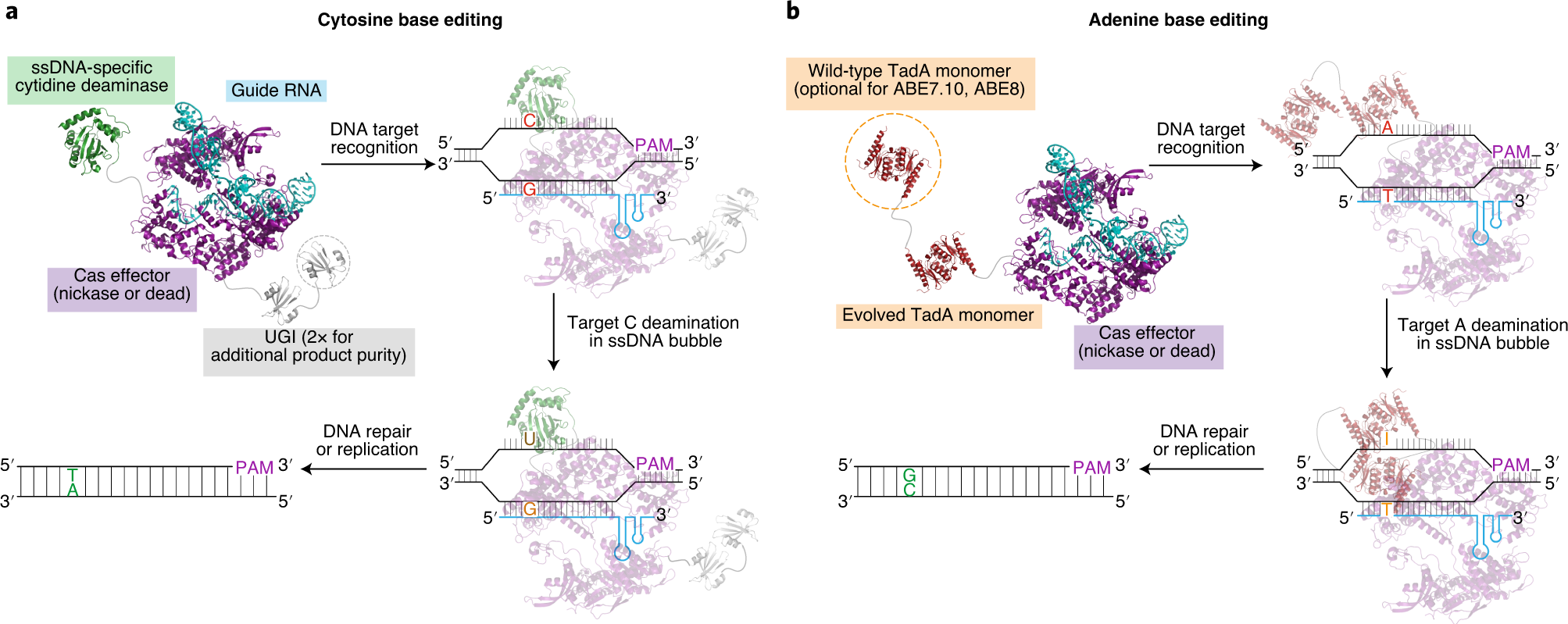 Fig. 1: Overview of base editing.