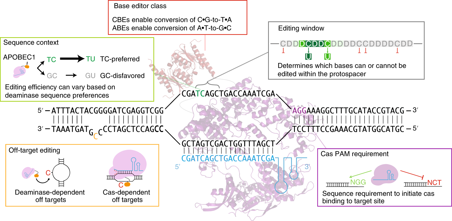 Fig. 2: Key properties of base editors.