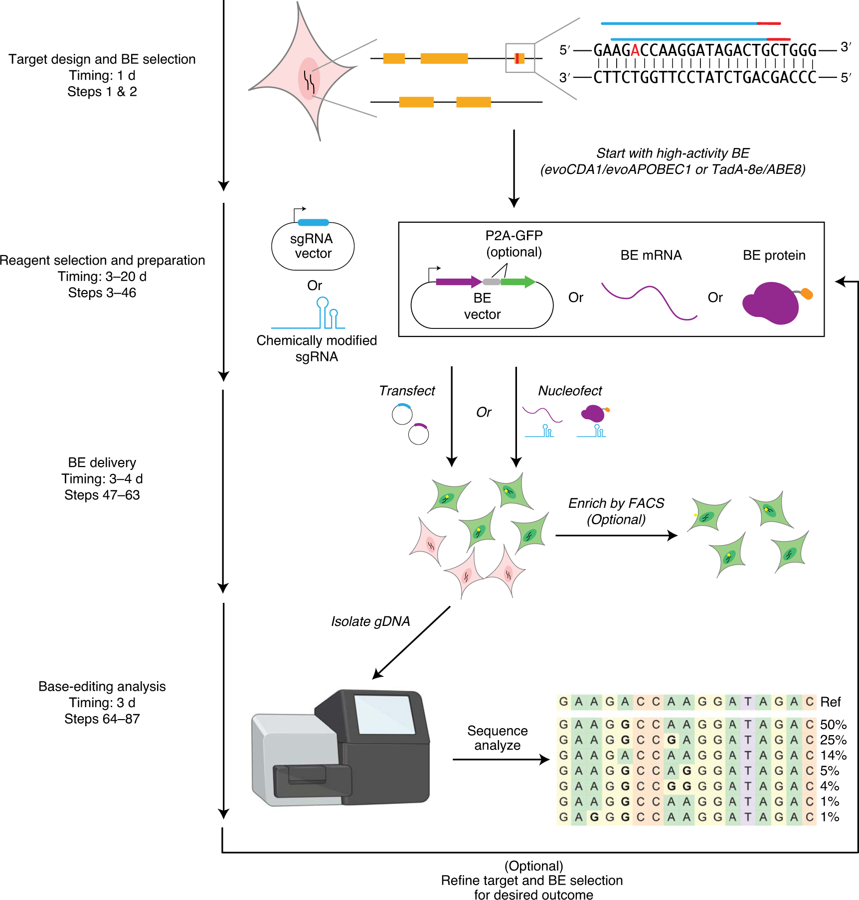 Fig. 4: Typical workflow and timeline of a base-editing experiment.