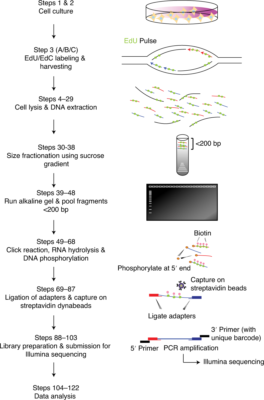 Fig. 1: Schematic overview of Ok-seq protocol.