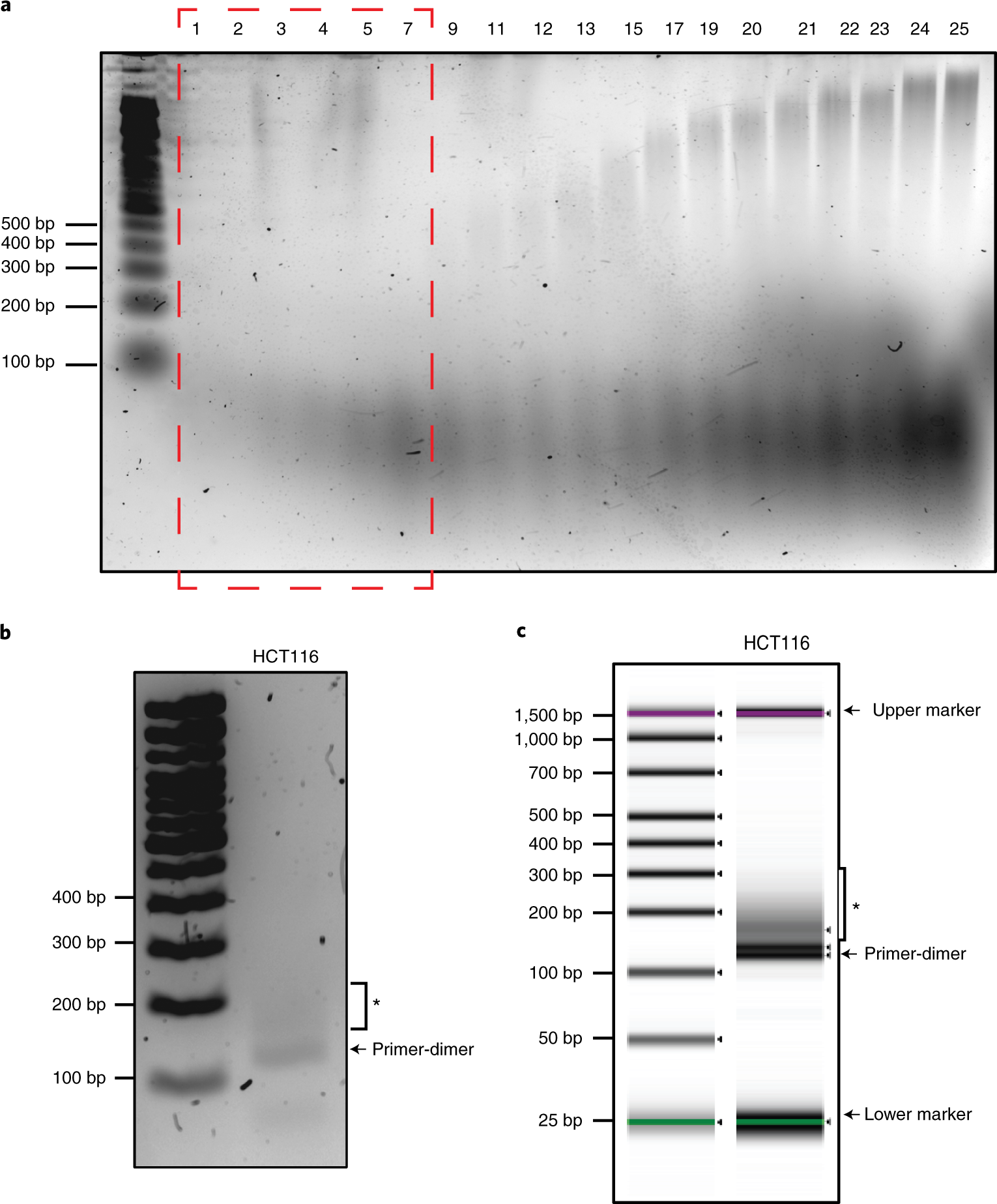 Fig. 4: Agarose gel and TapeStation results.