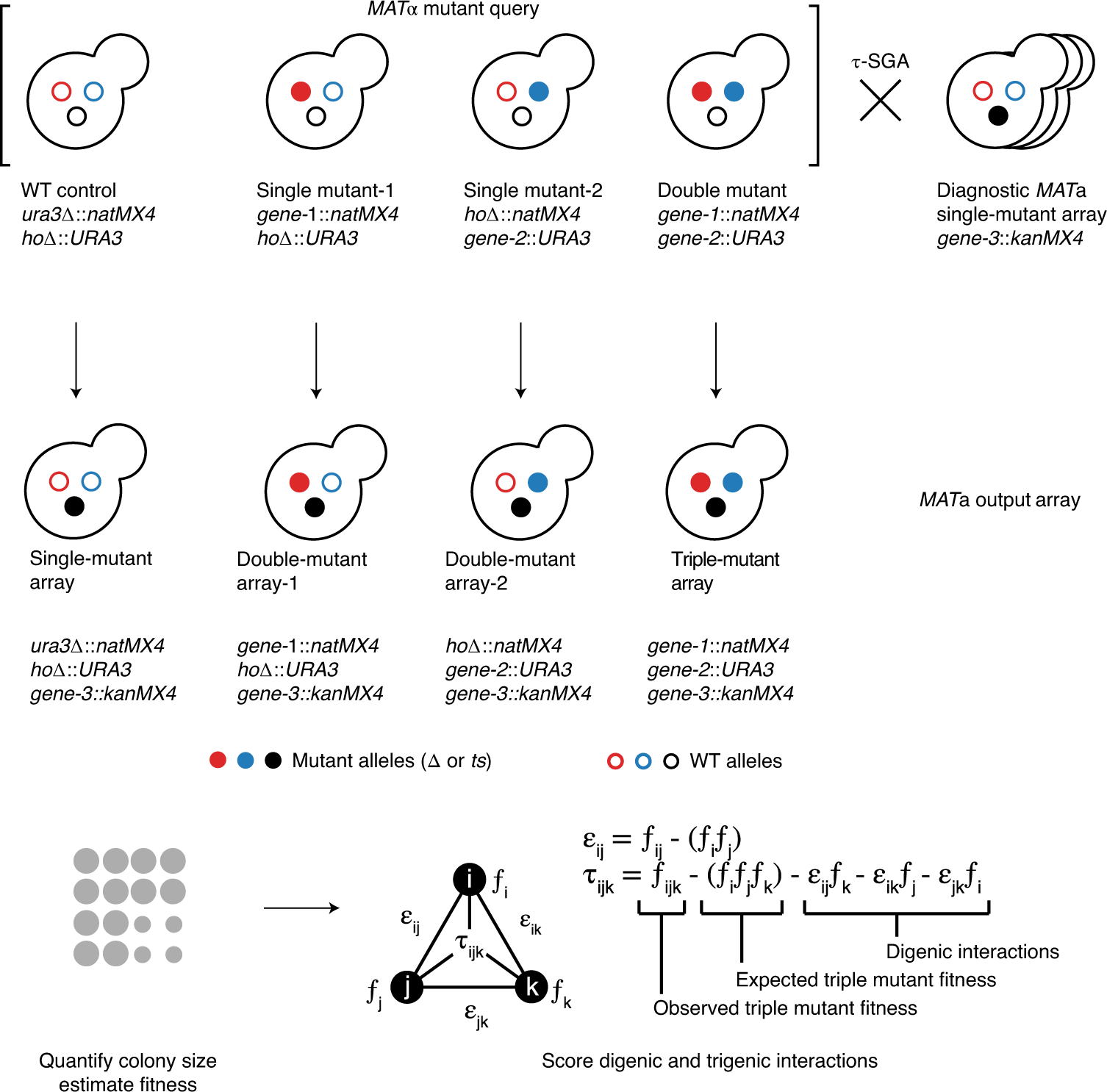 Fig. 1: Overview of the τ-SGA screening and quantification methodology.