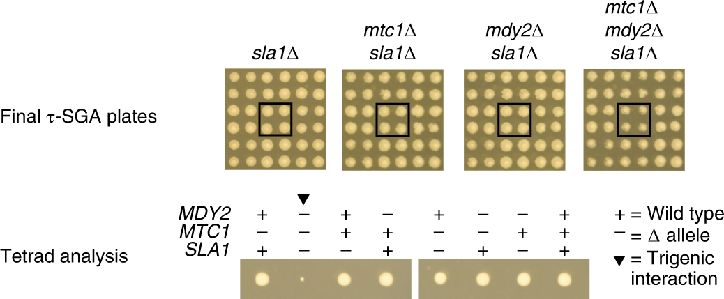 Fig. 5: An example of a trigenic interaction.