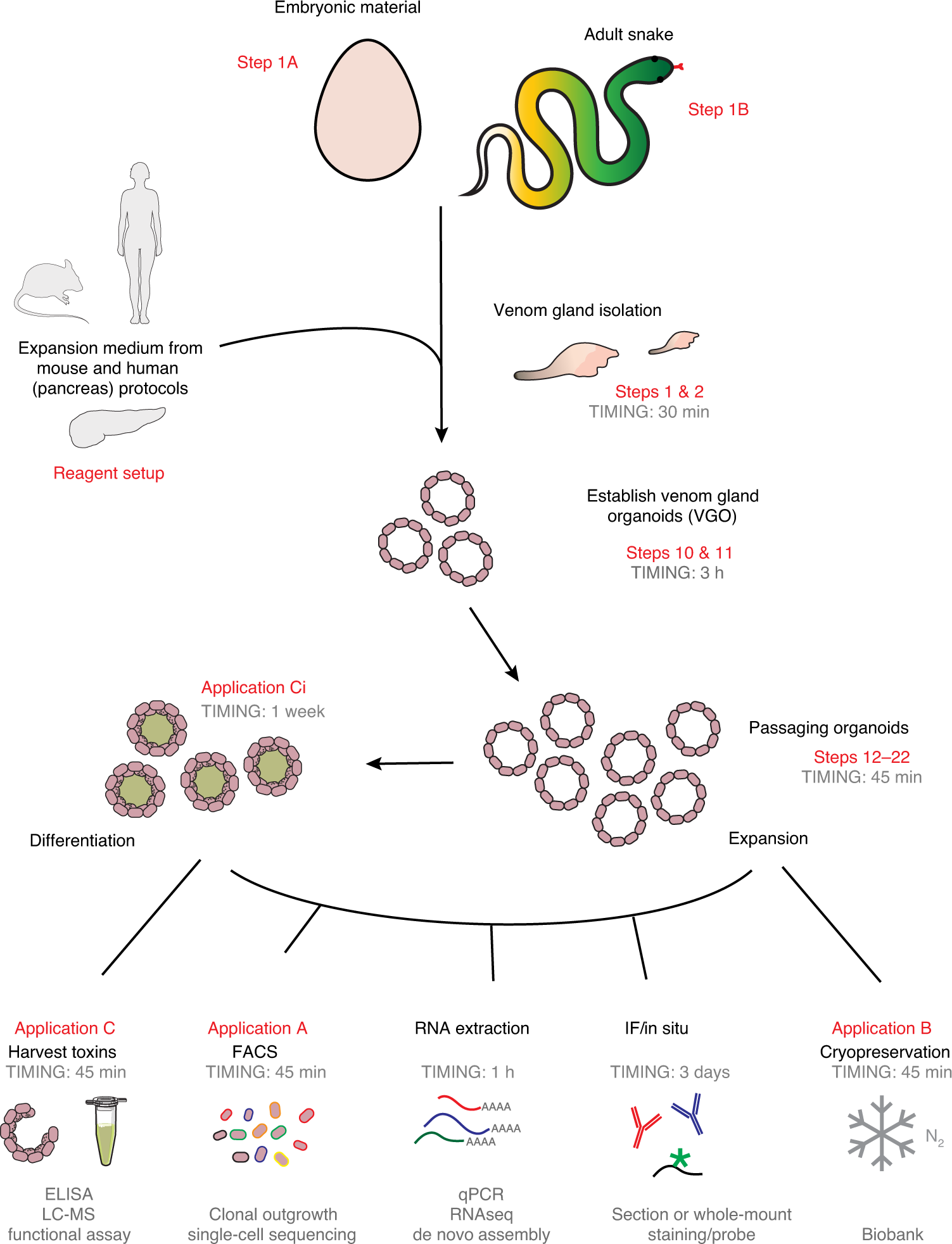 Fig. 1: Overview of working with snake venom gland organoids.