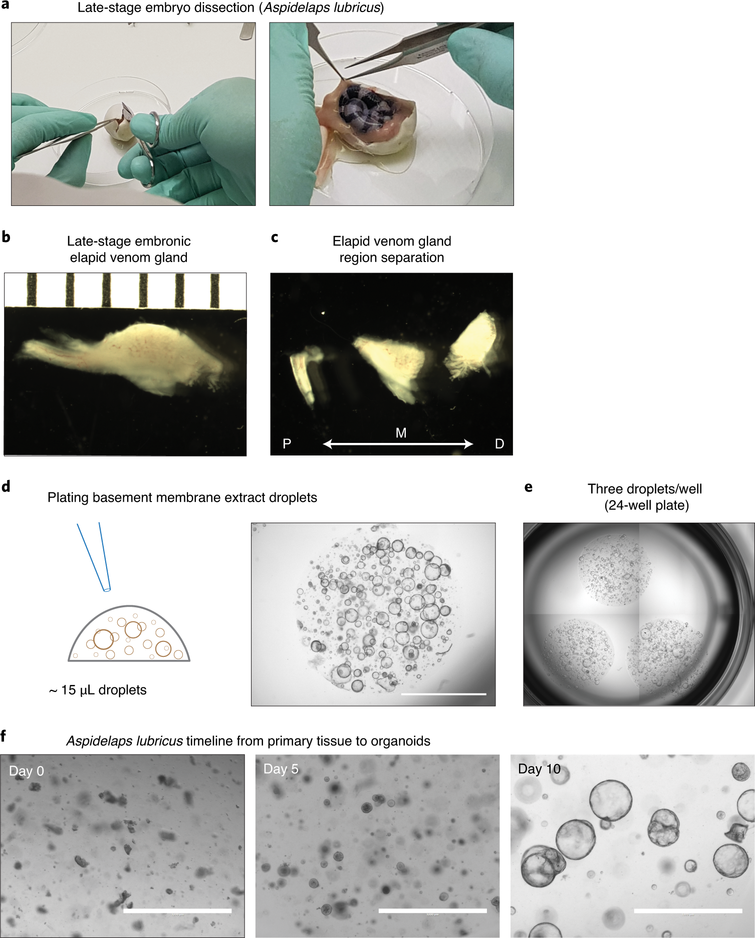 Fig. 2: Establishment of snake venom gland organoids from primary tissue.
