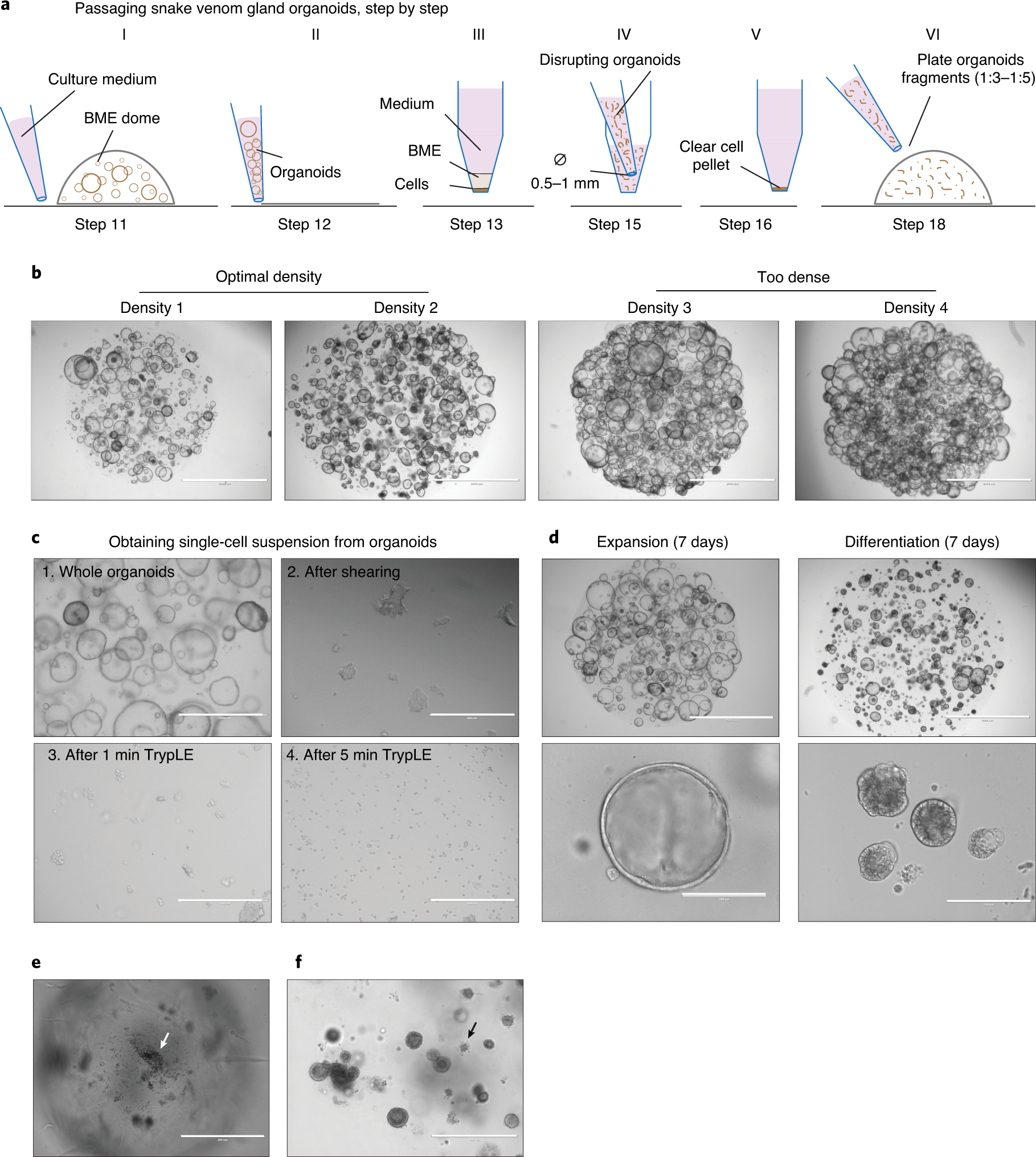 Fig. 3: Setting up experiments with snake venom gland organoids.
