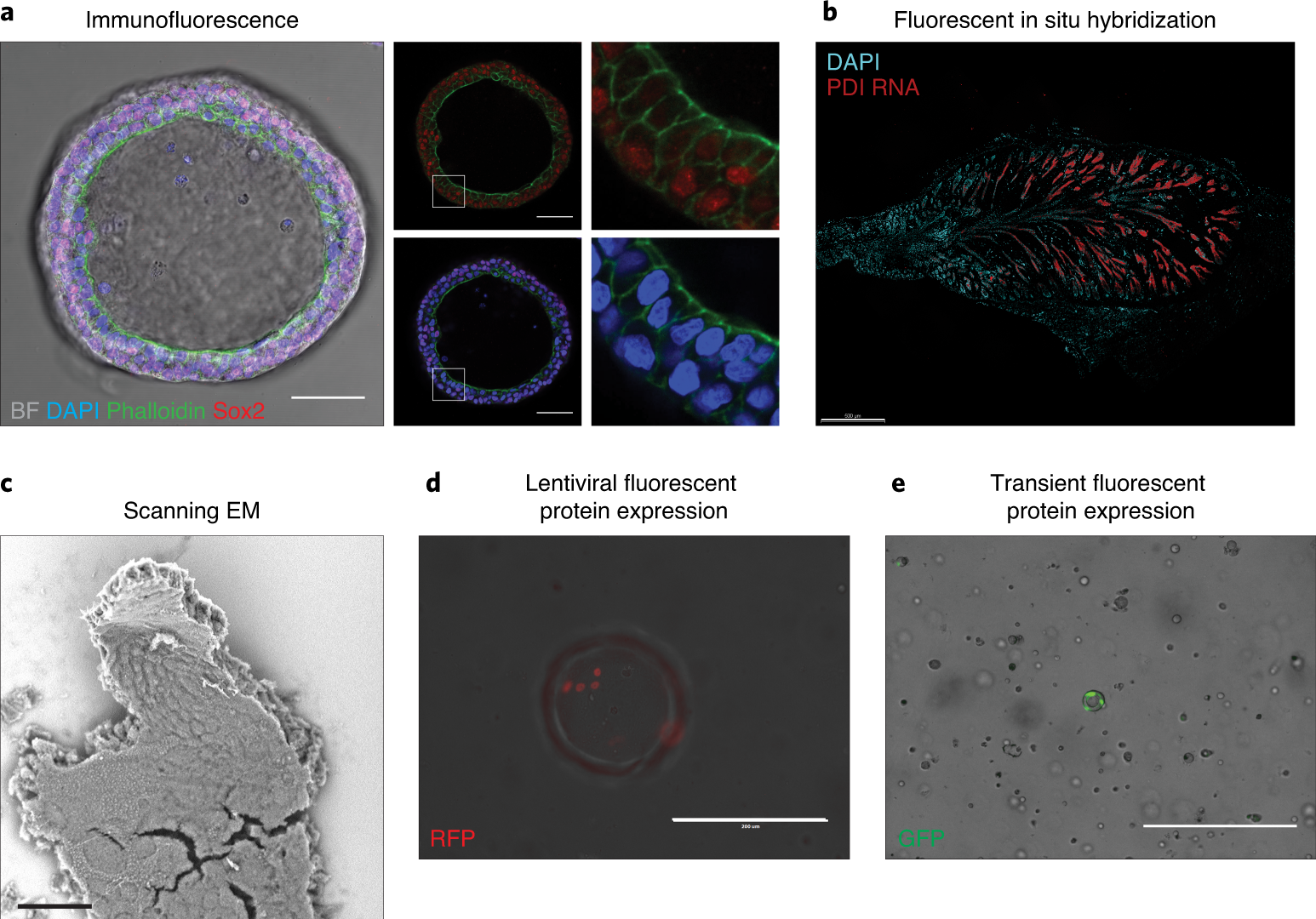 Fig. 4: Analytical applications of snake venom gland organoids.