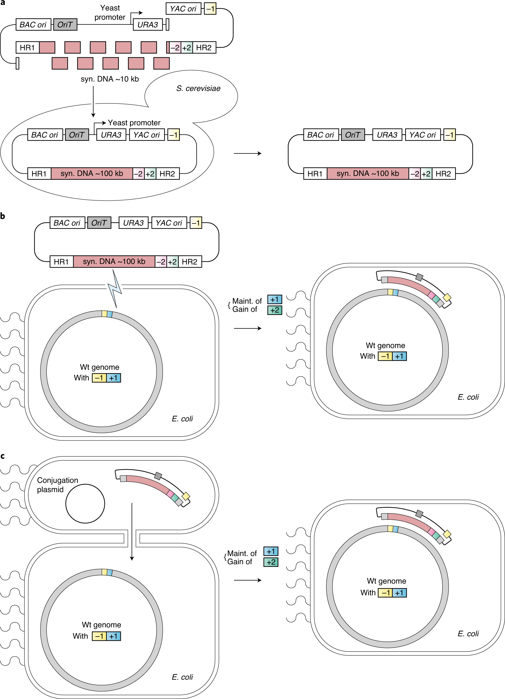 Fig. 2: BAC assembly and delivery.