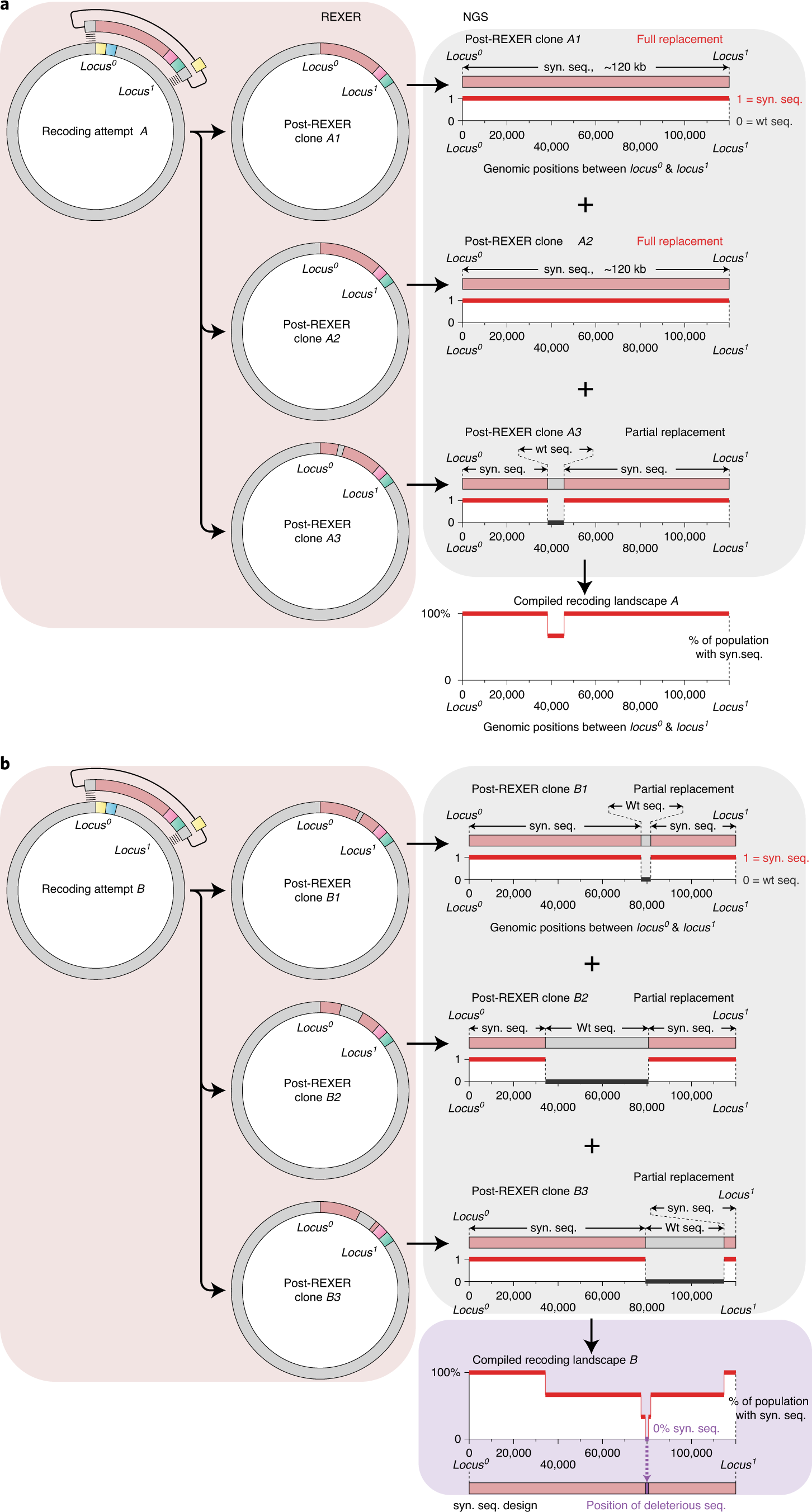 Fig. 5: Identifying deleterious sequences in synthetic DNA.