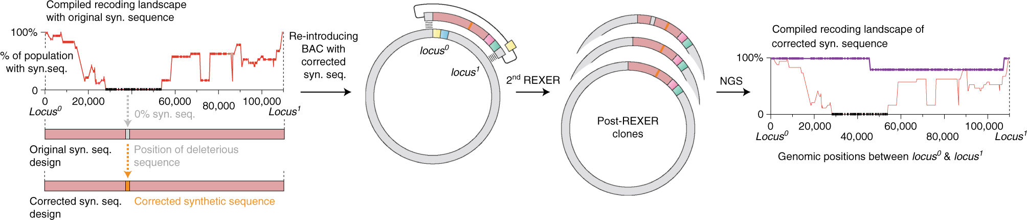 Fig. 6: Testing potential fixes for deleterious synthetic sequences.