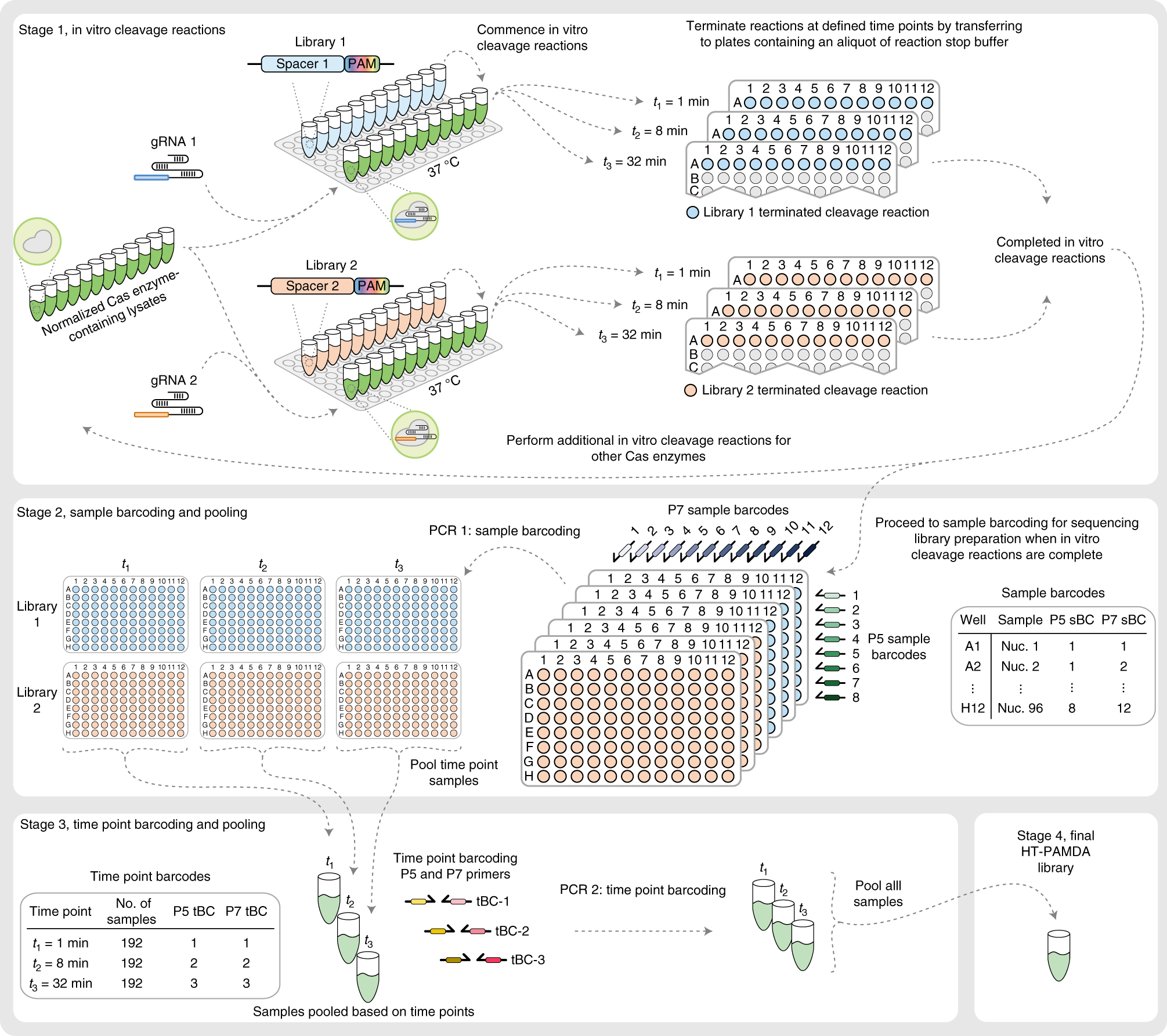 Fig. 3: Detailed experimental workflow for in vitro cleavage reactions and library preparation.