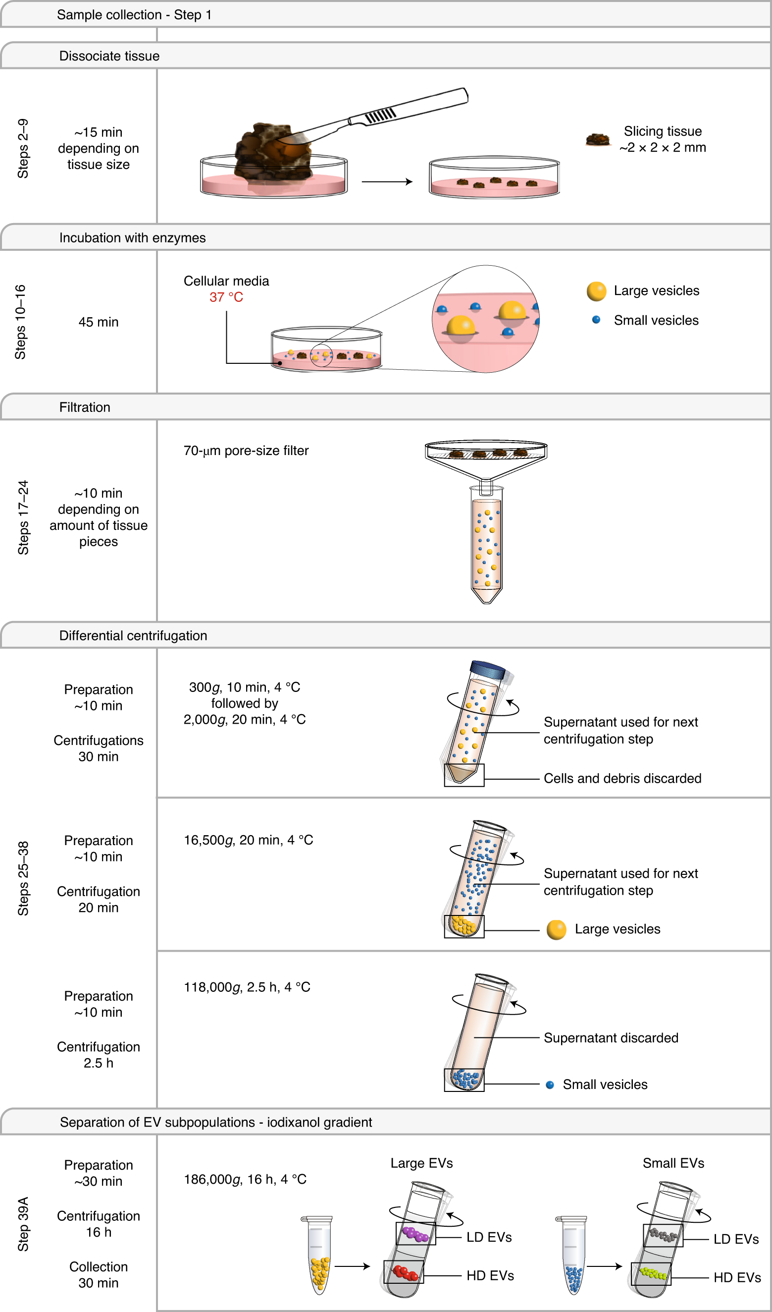 Fig. 2: Schematic overview of the isolation procedure for tissue-derived EVs.