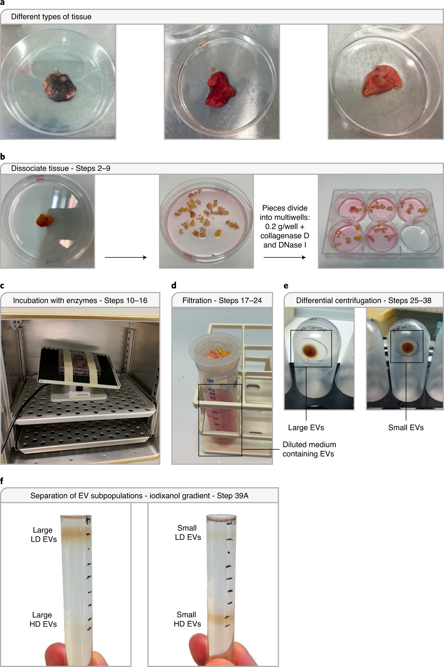 Fig. 5: Step-by-step visualization of the tissue EV isolation procedure.