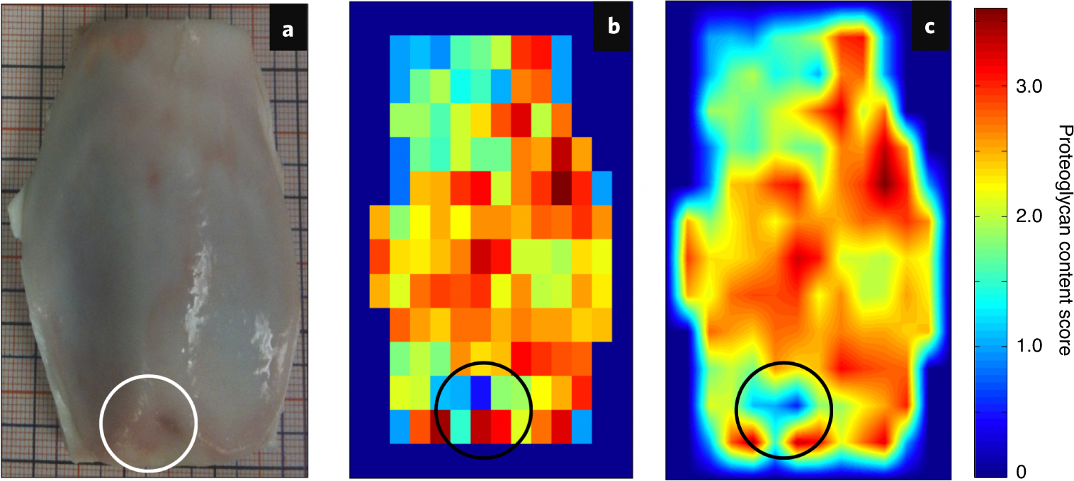 Fig. 8: Mapping the proteoglycan content across bovine patella articular surface.