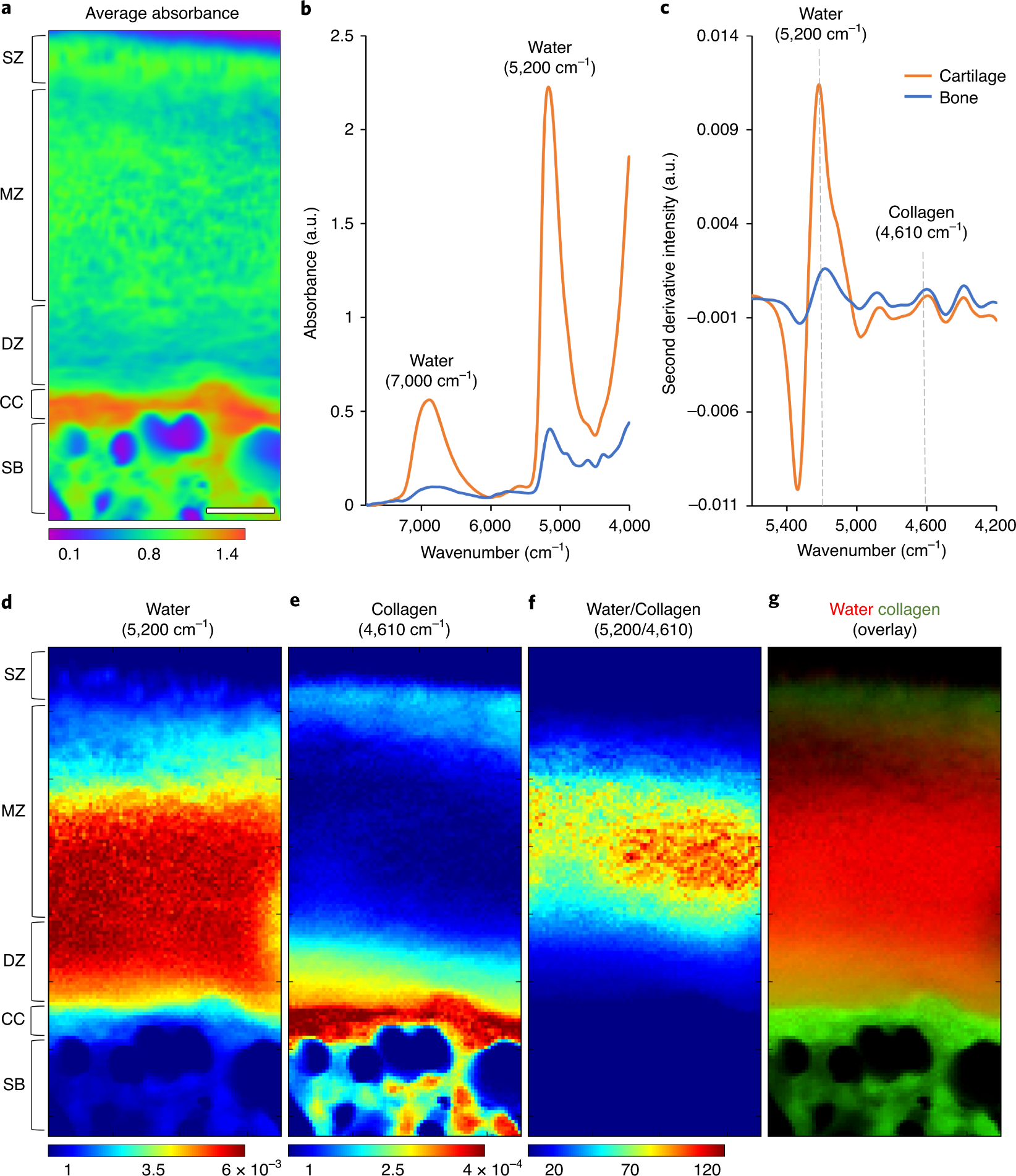 Fig. 9: NIR spectral imaging of bone and cartilage.