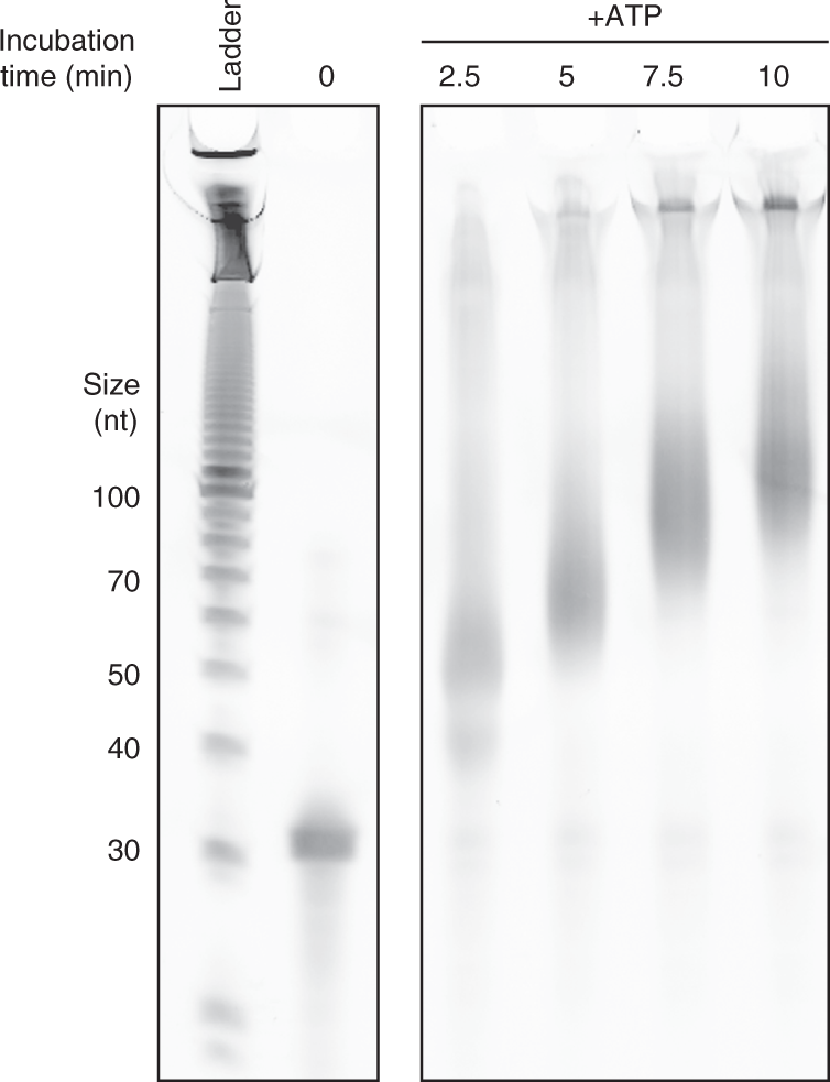 Fig. 3: Troubleshooting the incubation time for 3′ end poly(A) tailing with oGAB11.