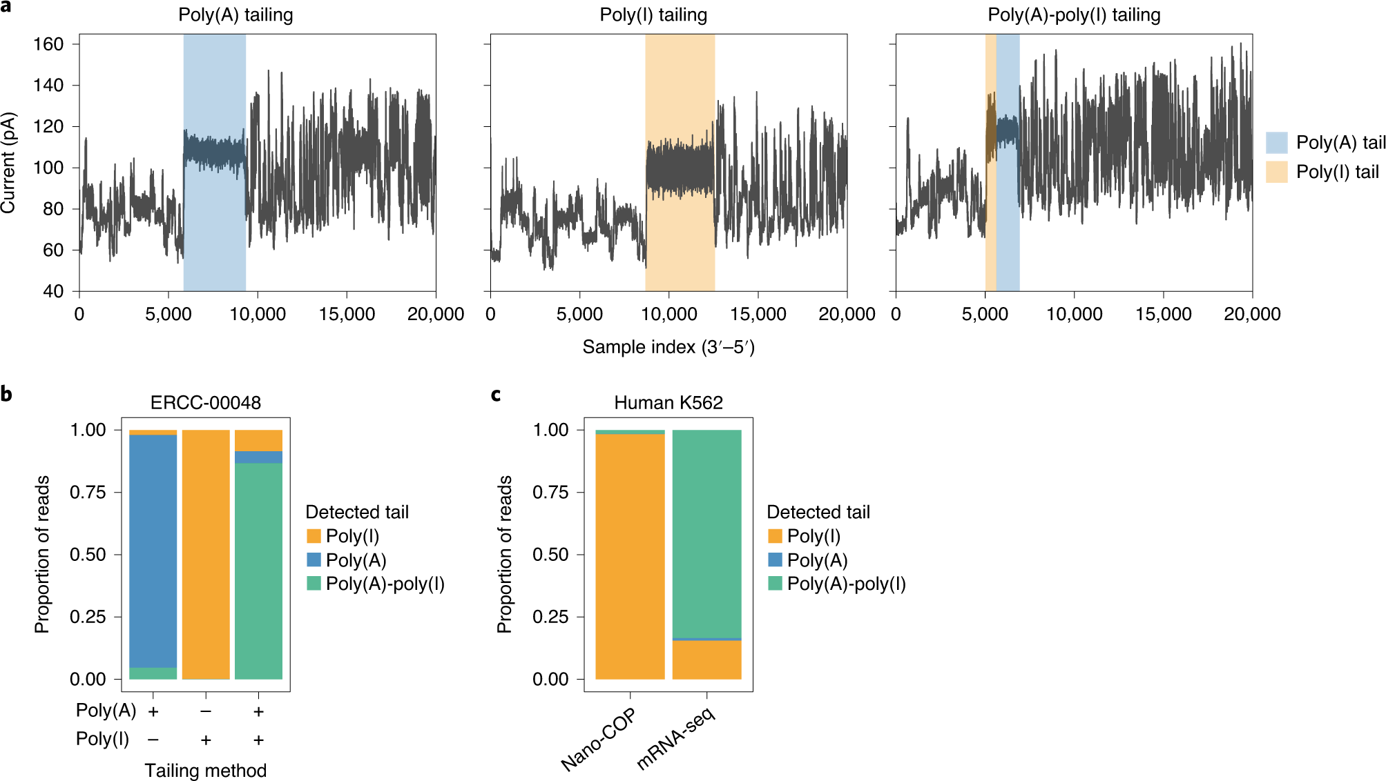 Fig. 4: Detection of poly(A) and poly(I) tails in ONT direct RNA sequencing data.