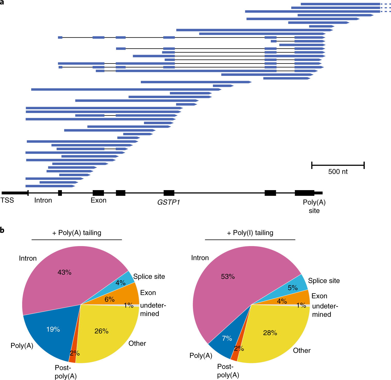 Fig. 6: Nano-COP captures the nascent transcriptome.