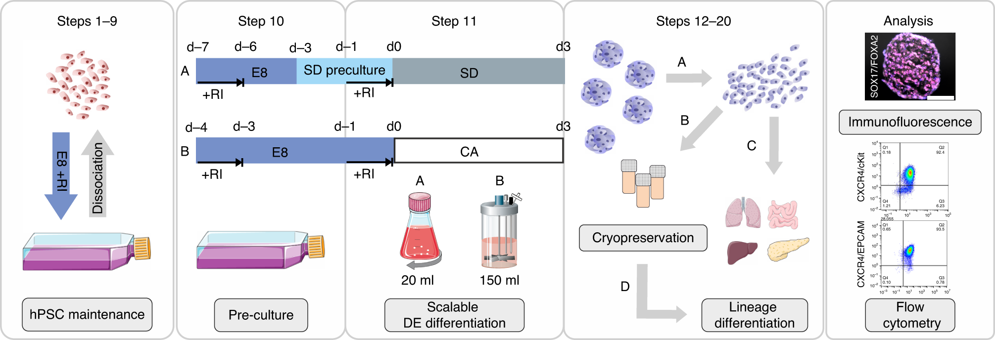 Fig. 1: Schematic illustration of hPSC-scalable DE differentiation.